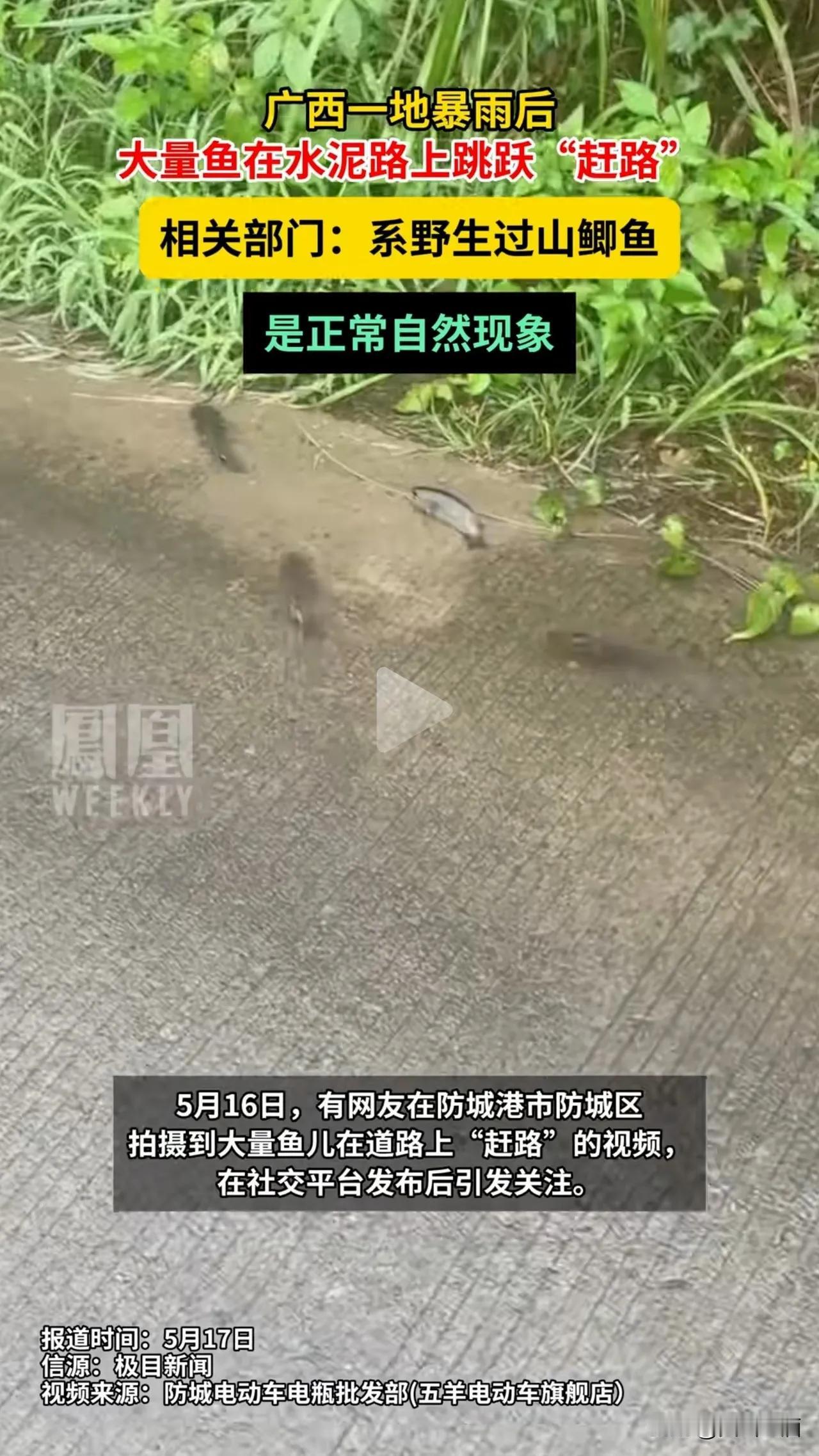 神奇巧合！柳州地震前一天，广西防城港成群过山鲫上路"迁徙"，网友预言神了！
 