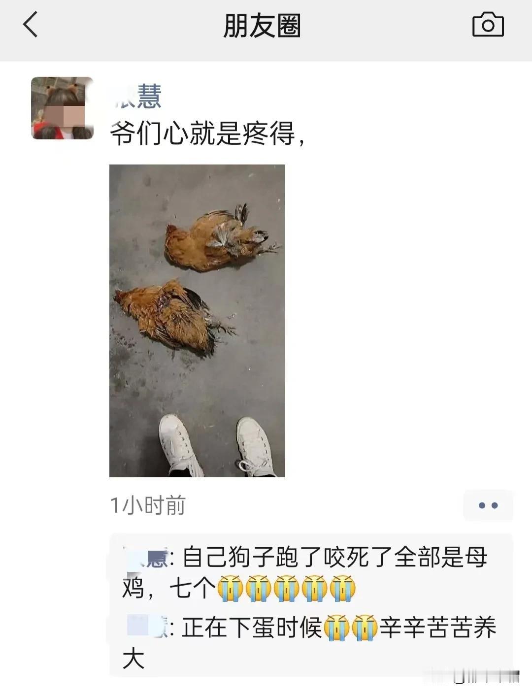 朋友家的鸡被咬死了！不会是狼，因为狼是吃鸡的，咬死了就会带走。有人说是狗咬死的，