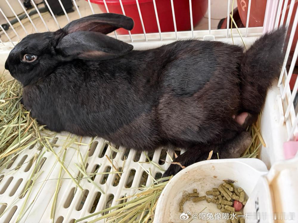 13626🐇【】黑豆私密照流出 