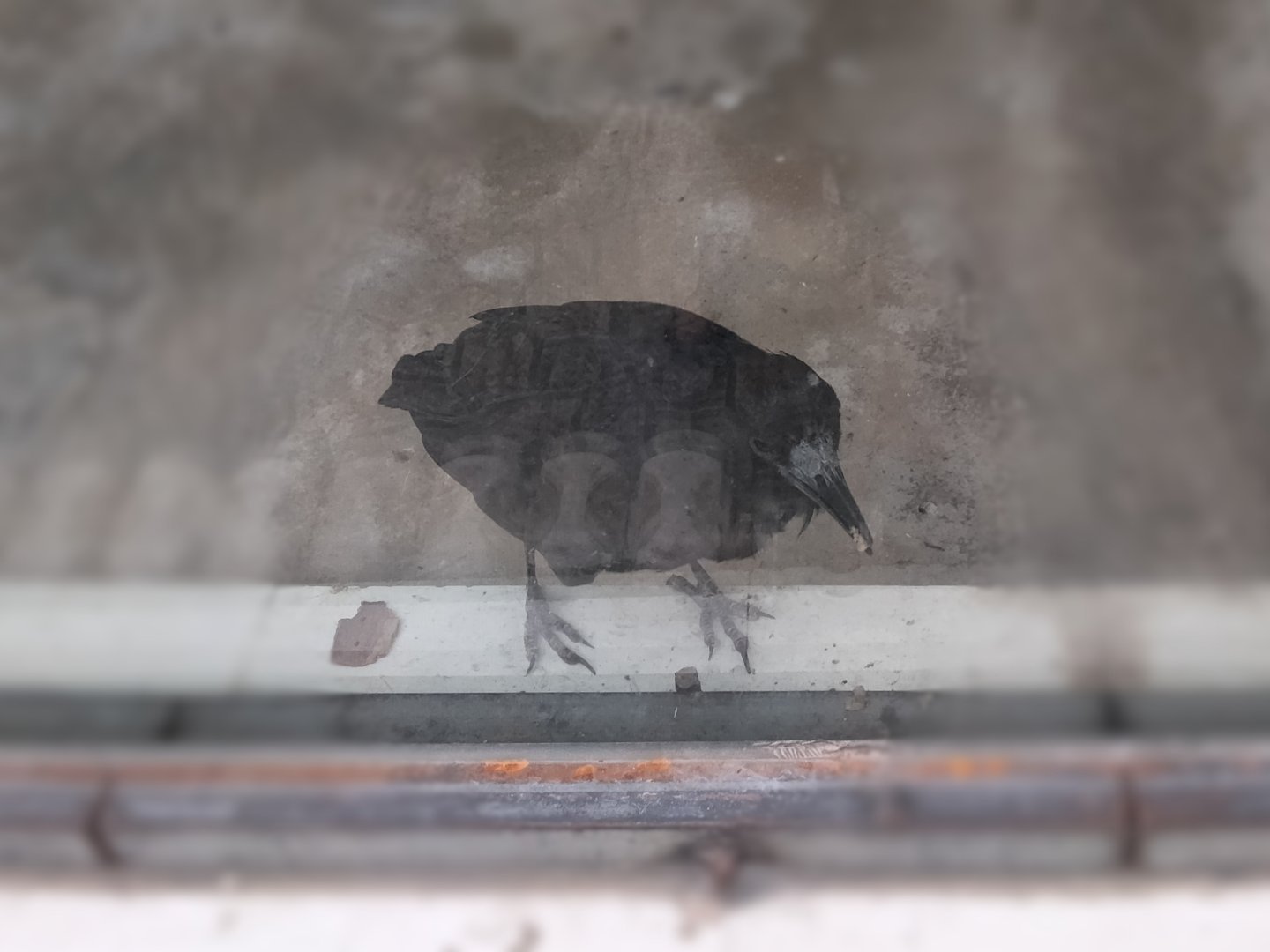 动物郑动的秃鼻乌鸦 Corvus frugilegus ​​​