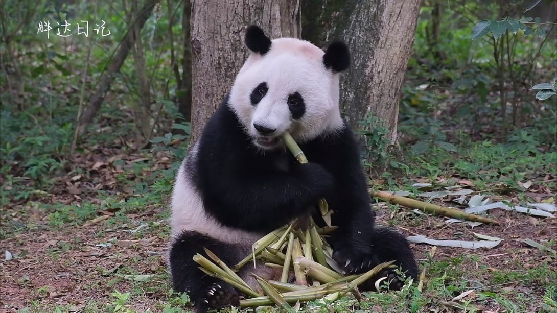 妹妹真漂亮 