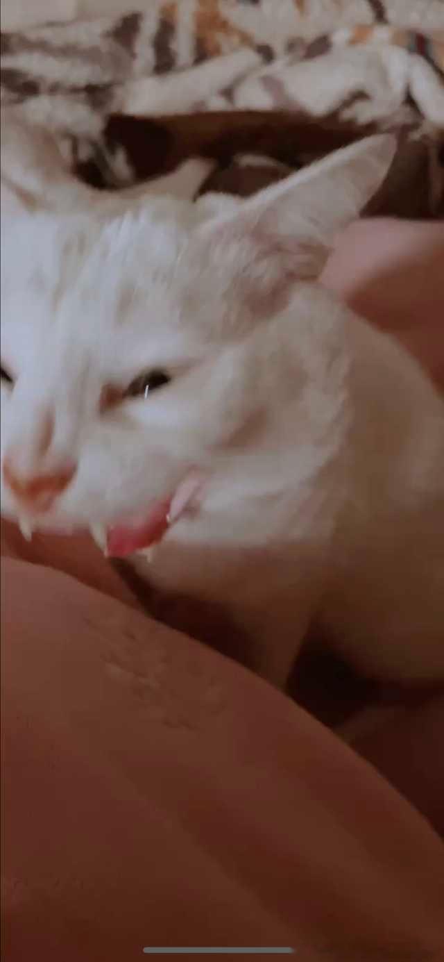 49391【丑猫】睁眼看到这么个东西谁都会惊慌😧 