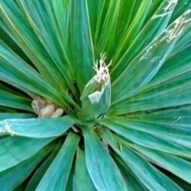 这是什么植物？上面果子能吃嘛！ 