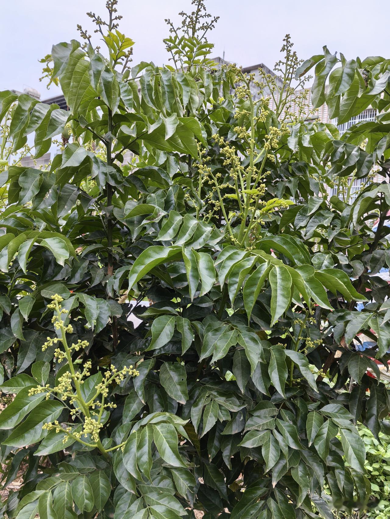 又到了晚上十一点多了，休息的时间总是过得很快。每天都是周而复始的生活，过得好快，