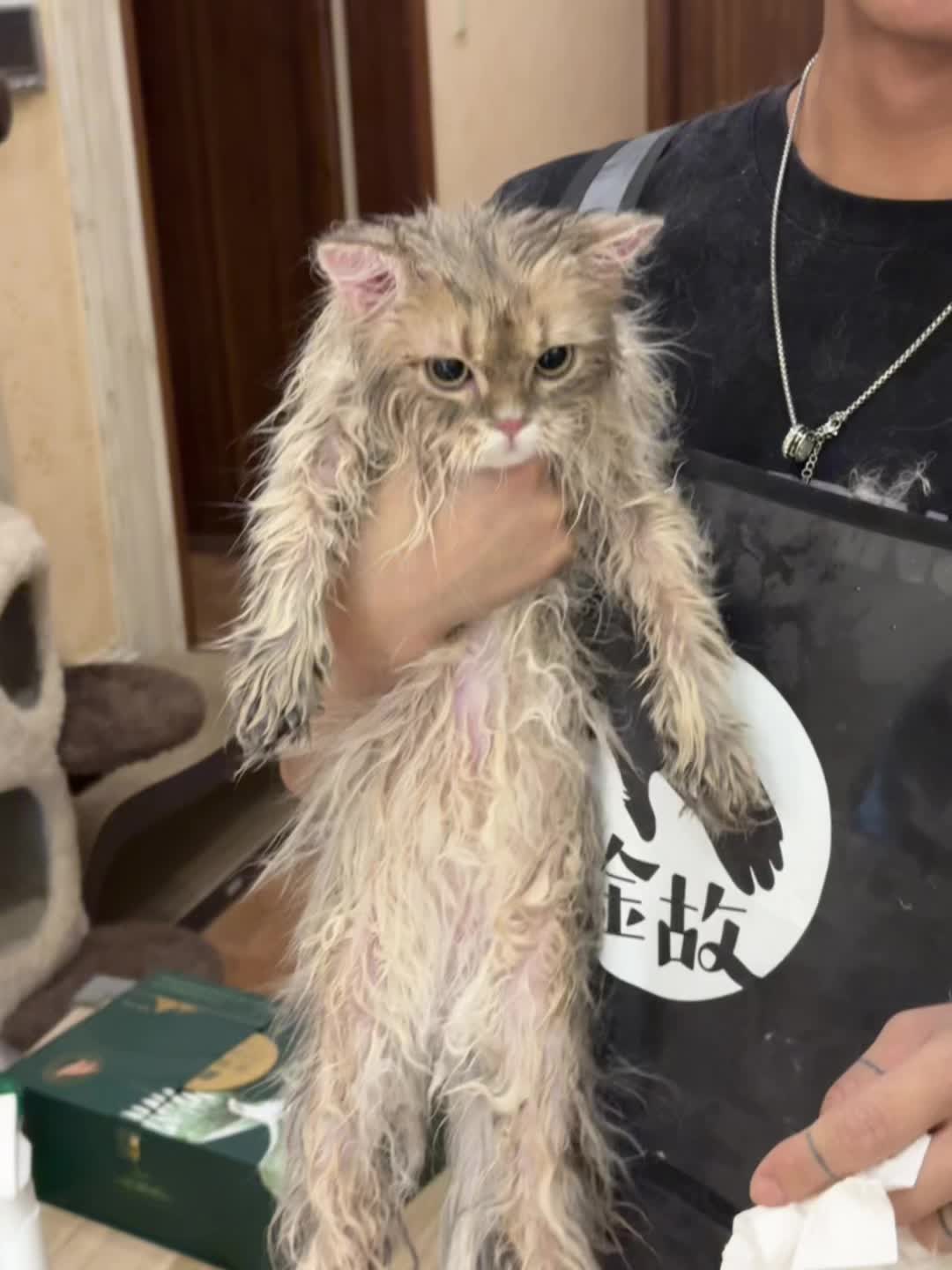 猫舍碎片🧩