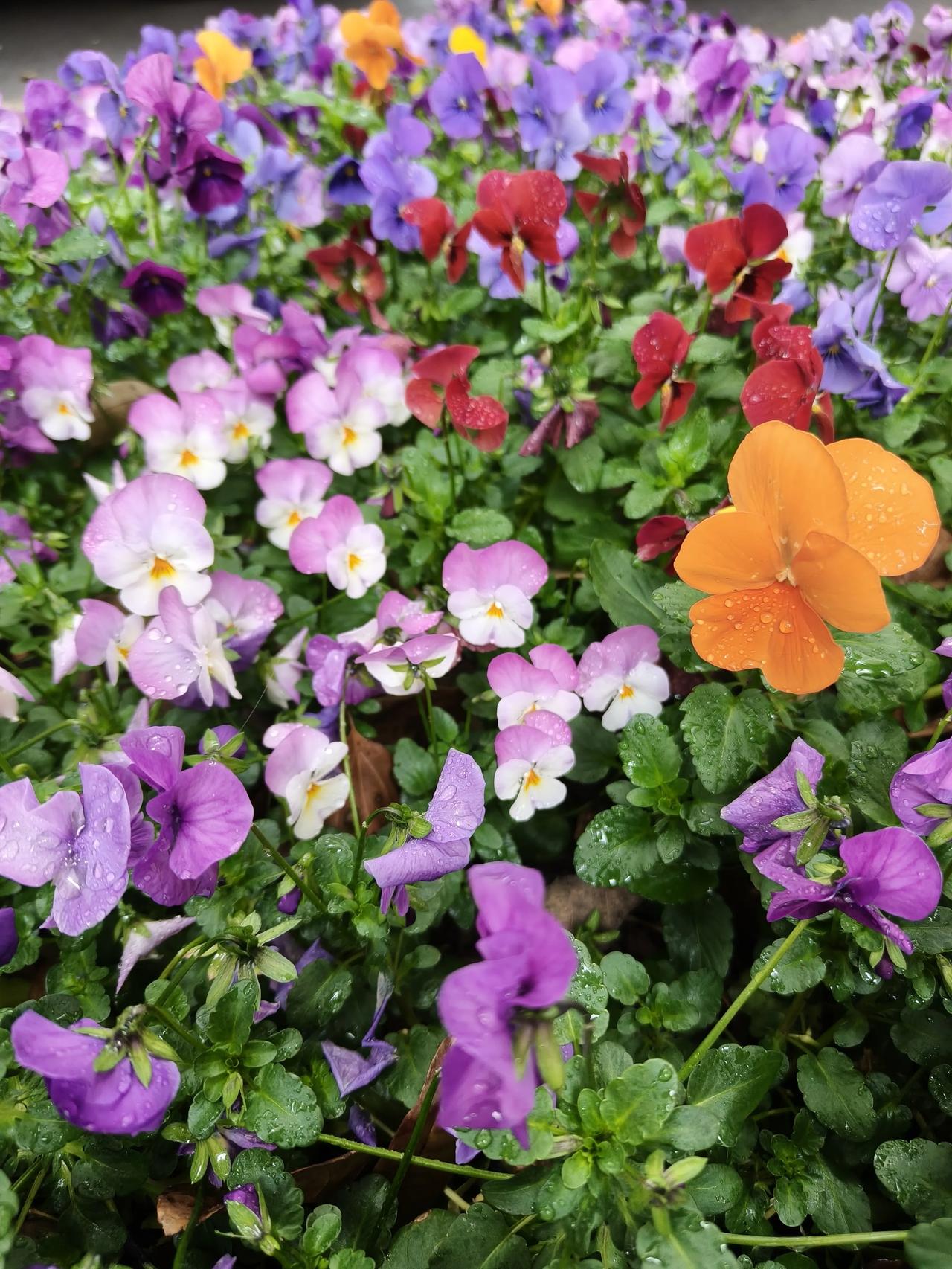 这几张花花就是刚刚拍的，

雨天⛱️拍花🌸

花🌸就非常鲜活灵动~[呲牙]