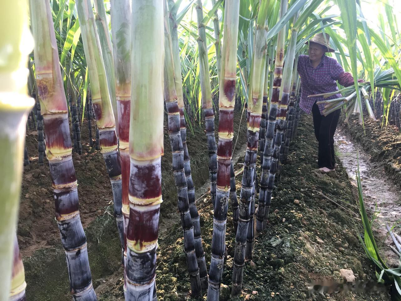 很久没来看甘蔗了[呲牙]