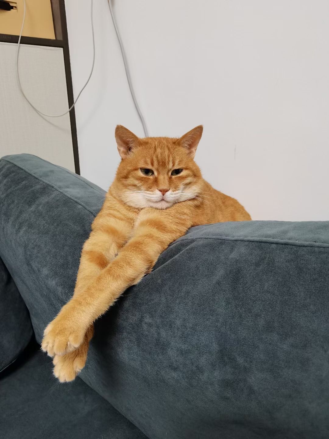 稳如老猫。 ​​​
