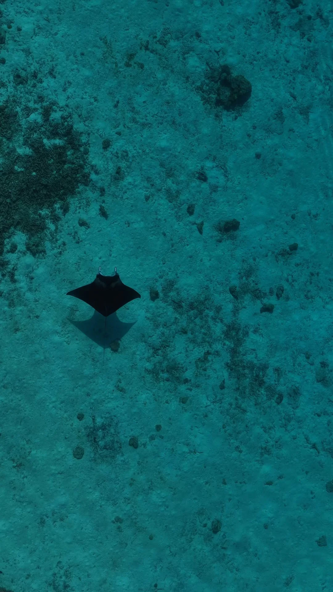 马尔代夫浮潜🤿