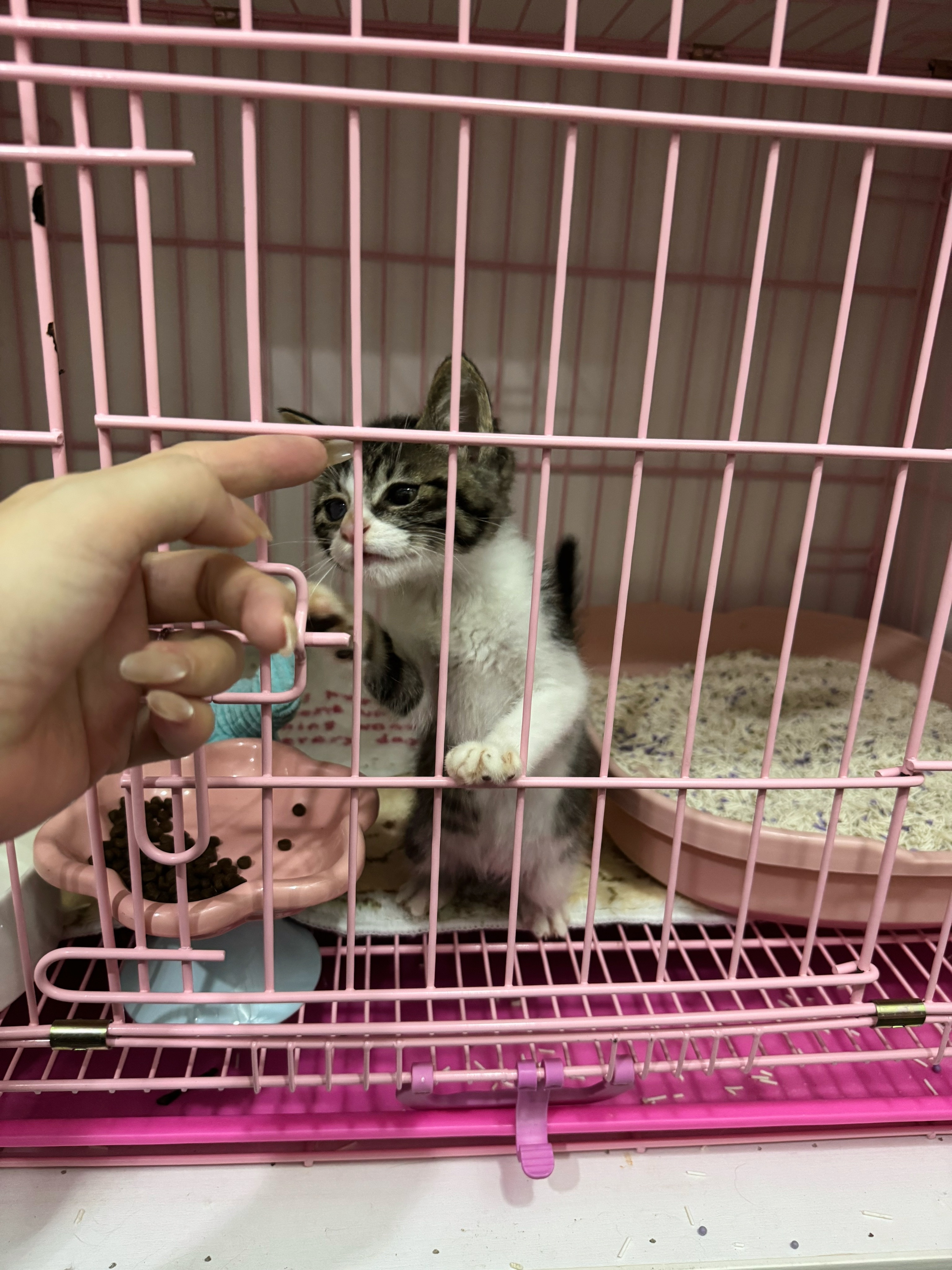 被好心出租车大哥救的流浪小奶猫，跟二两小时候一样可爱 流浪猫救助