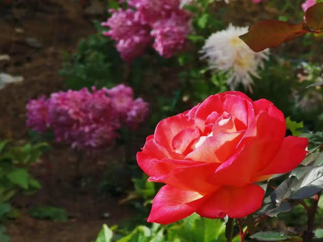 百无聊赖的贵妃于宫中饮酒买醉，试图排遣抑郁，其表演可谓是惟妙惟肖，令人拍手叫绝。