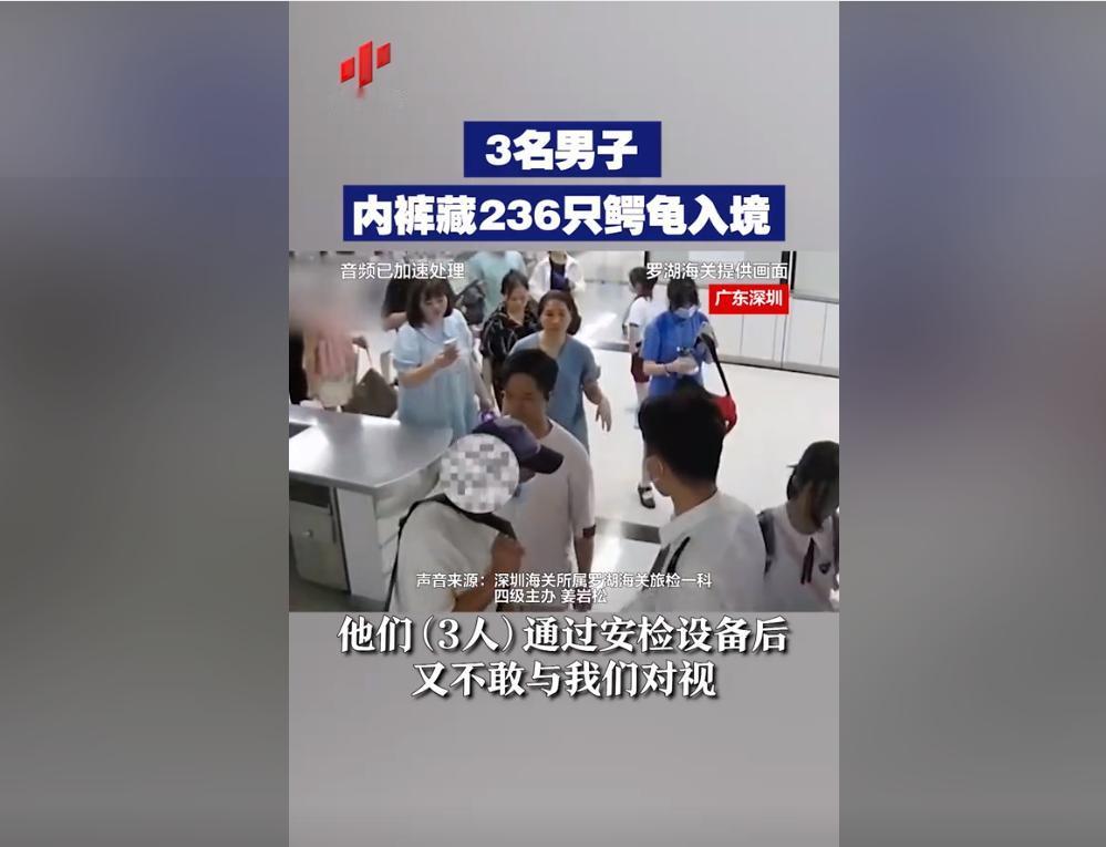 世界之大，无奇不有！近日在广东深圳，3名男子将236只鳄龟藏在内裤中，想要以此蒙