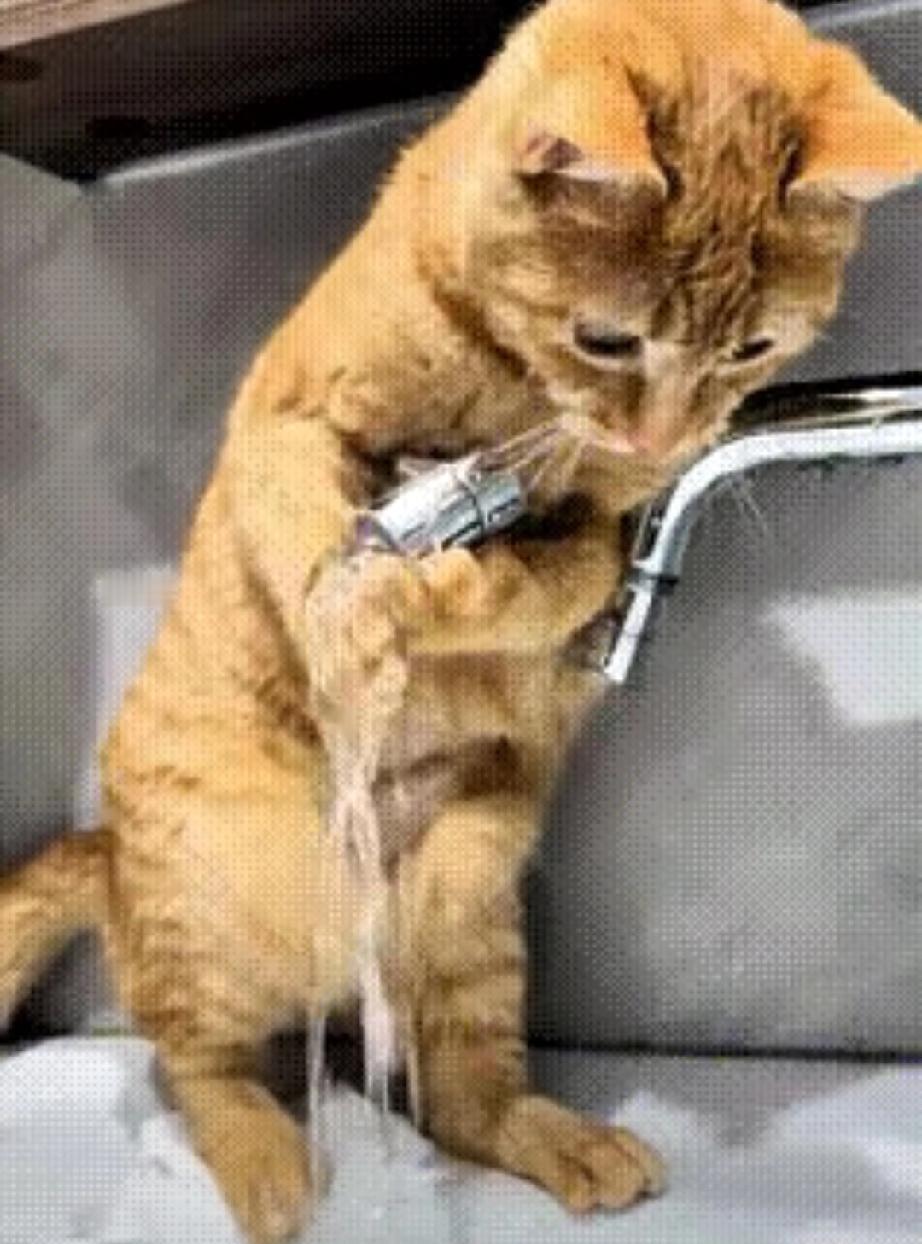 笑不活了！
这只大橘猫简直是自带笑点的闯祸精，看完直接笑出眼泪！

偷偷溜进厨房