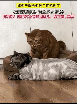 “真是惊呆了！”女子家里养了两只猫咪，因为狸花猫掉毛非常严重，于是她就给狸花猫身