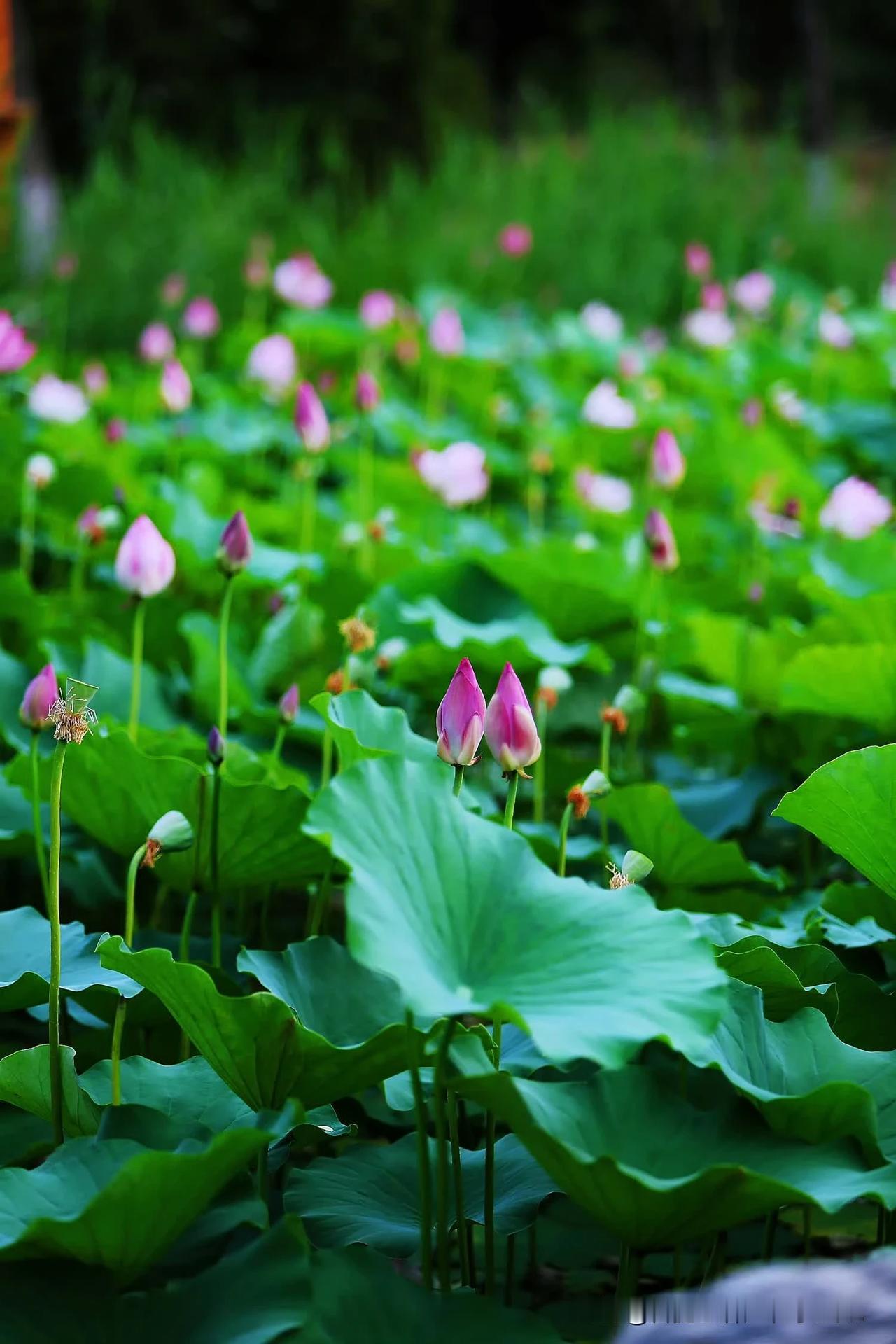 #竹影清风摇月色，你对下联#荷塘细雨忘思乡。