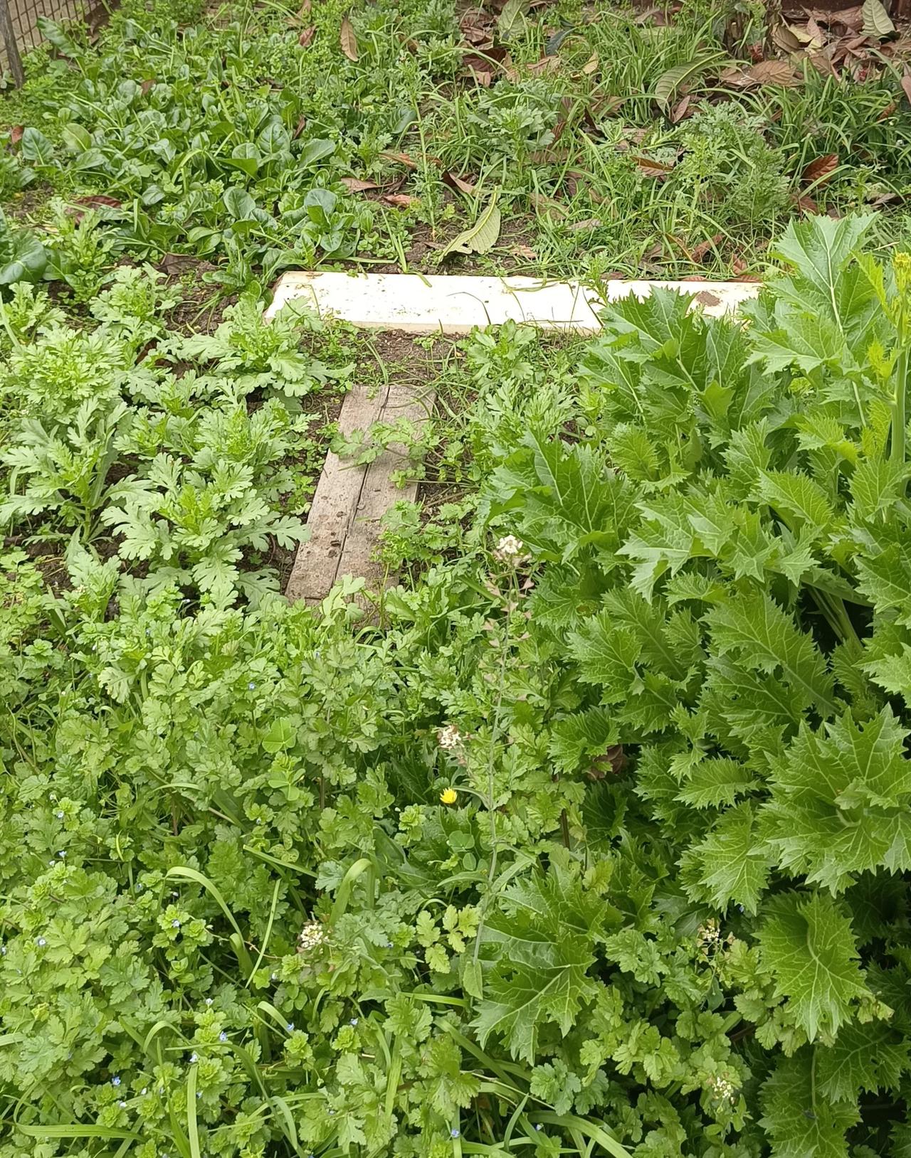 记录我的种植生活我的花园里的植物，以及我种植的果树