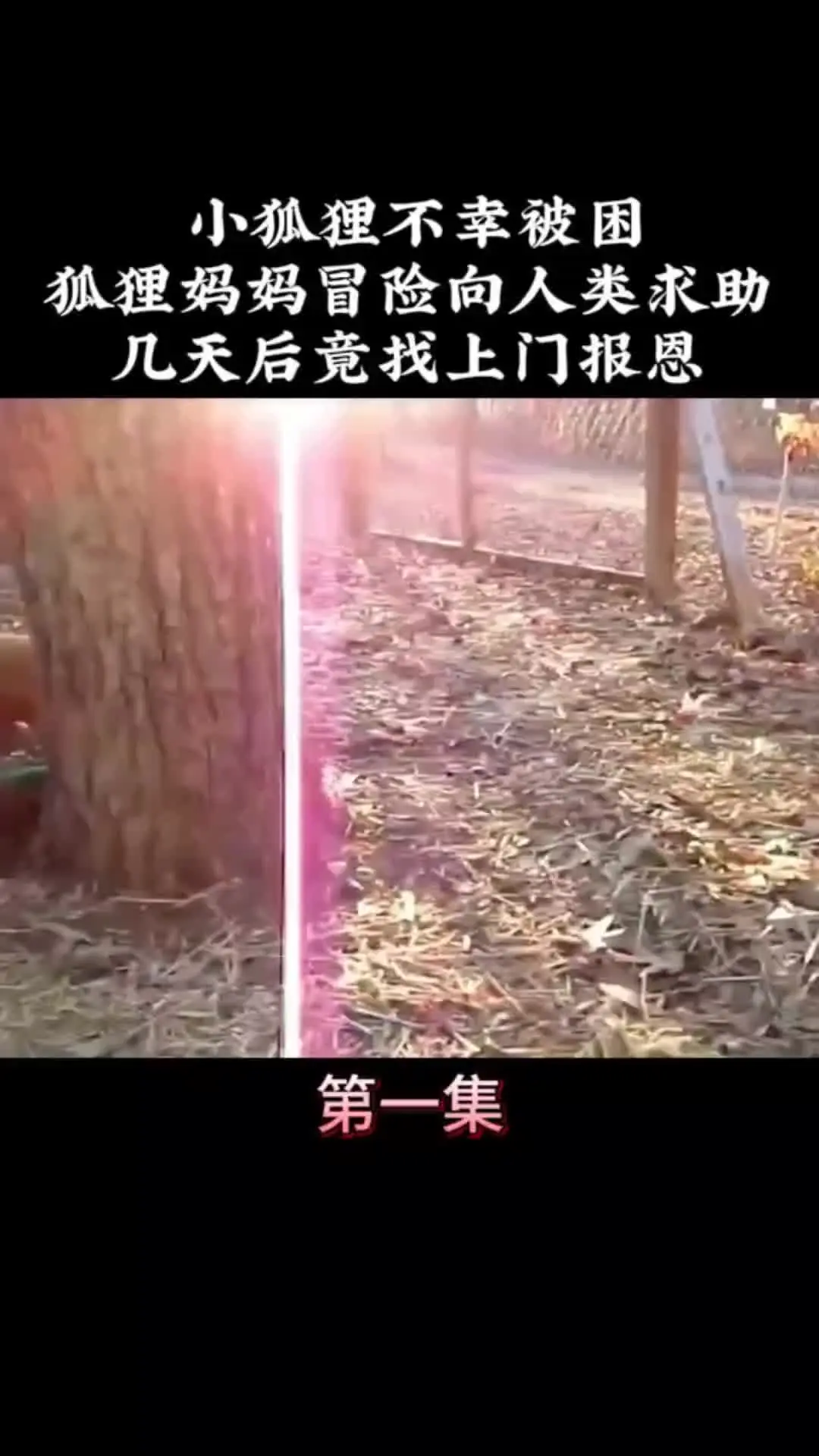 我的观影报告 内容启发搜索 野生动物零距离 动物的迷惑行为