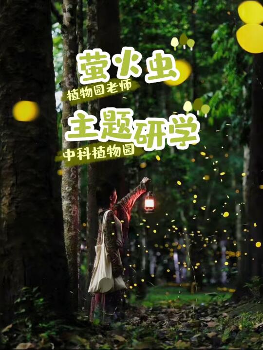 西双版纳植物园萤火虫主题研学｜雨林奇妙夜