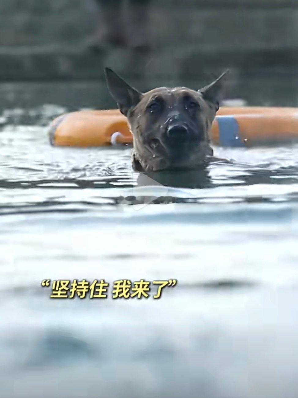 哈哈哈哈哈哈这也太可爱了，狗子心里想的可能是“你这不把我当狗耍呢么”军犬救援演练