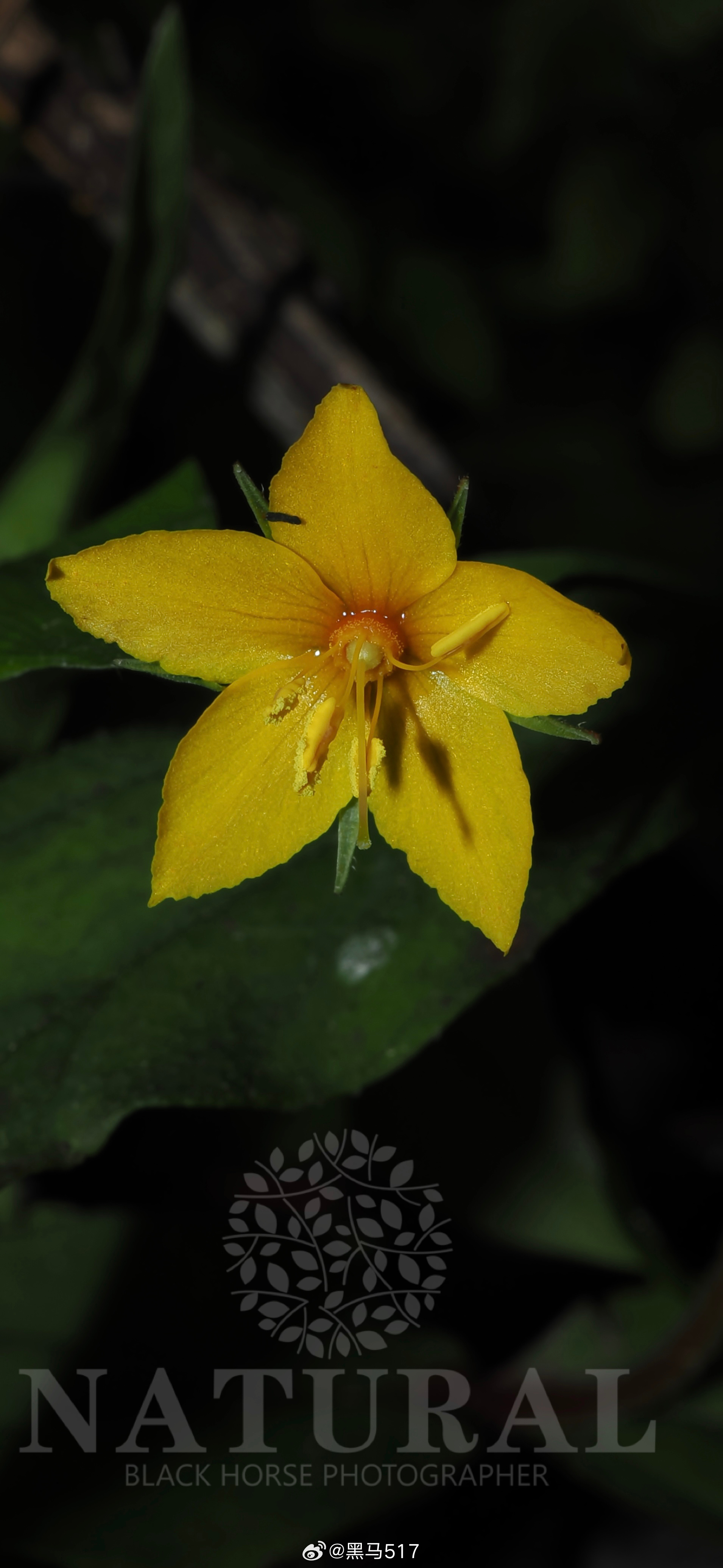 峨眉过路黄 Lysimachia omeiensis 报春花科 珍珠菜属 