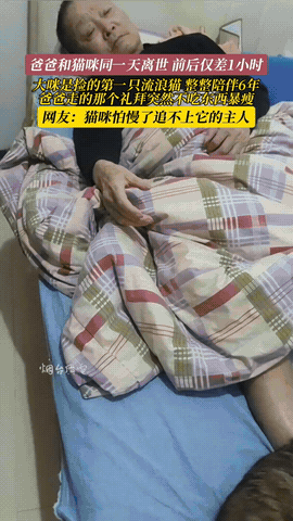 “科学无法解释！”山东烟台，一女子的父亲离世当天，家里养了6年的流浪猫也跟着离去