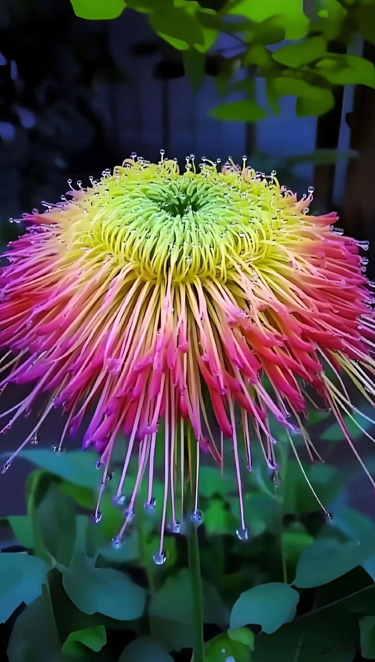 见过自带渐变滤镜的神仙菊花吗！
绿芯粉丝垂落，彩虹丝缕挂着露珠，
细瓣或卷曲、或