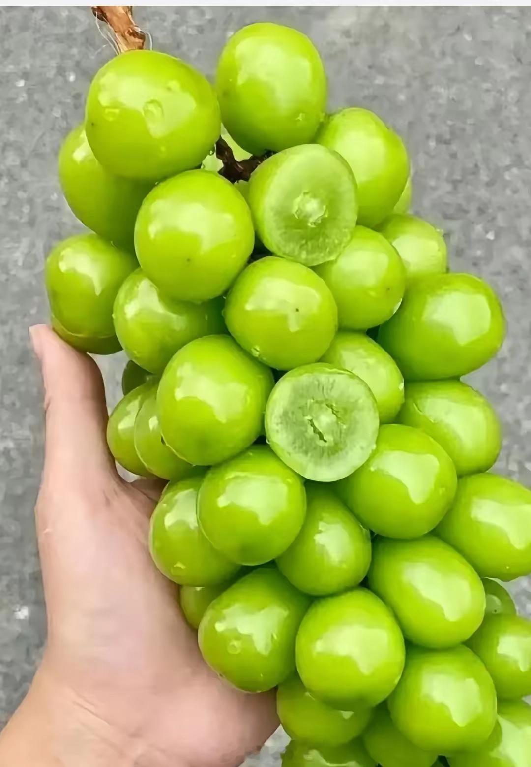 阳光玫瑰 没有葡萄味谁能理解啊，一口下去像是吃了一口蜂蜜，齁甜；医生也告诫因为存