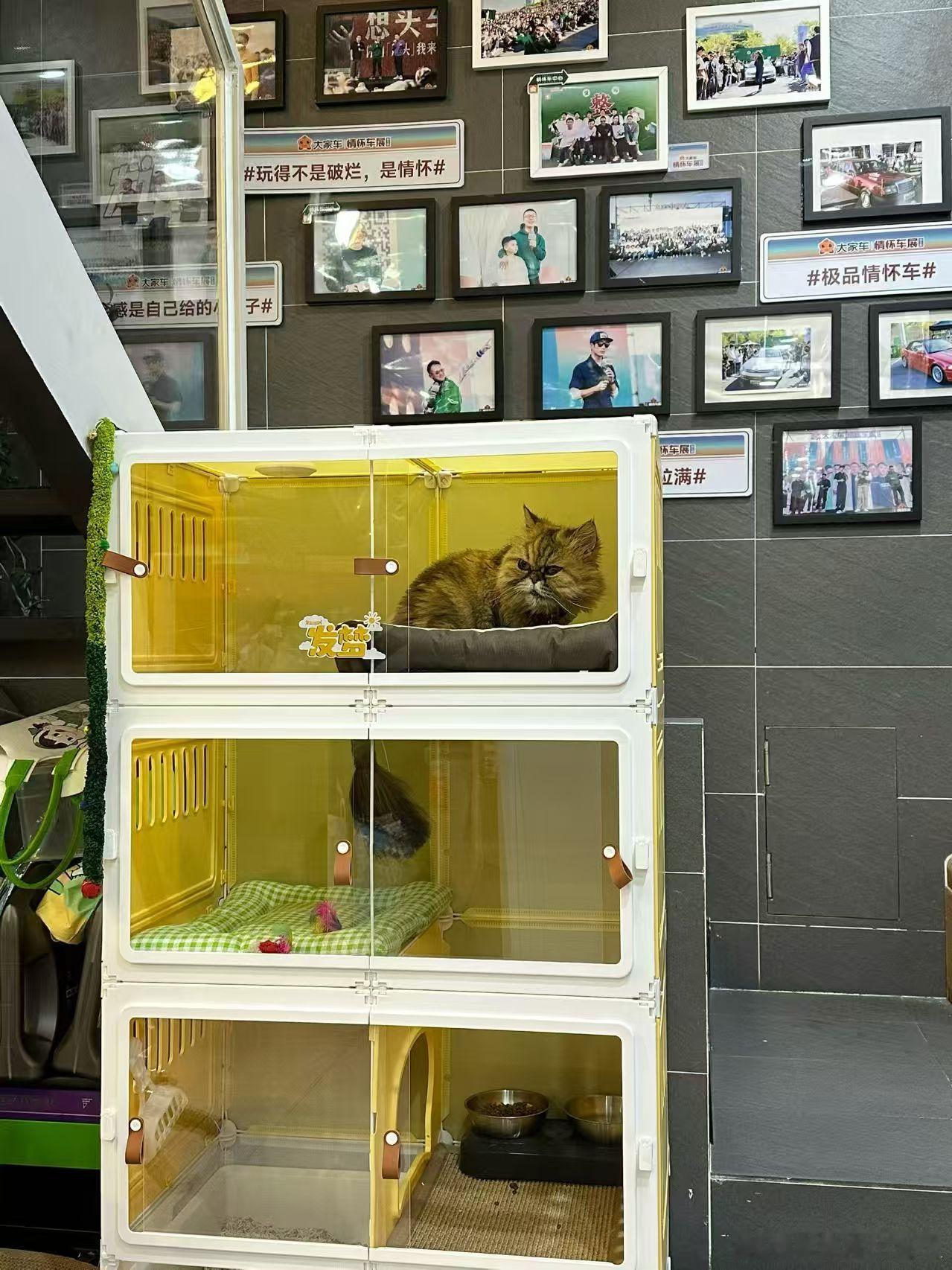 情怀车中心的咪咪近况～最近咪咪换了一个新窝，大家觉得可以吗？更多咪咪美照&车间动