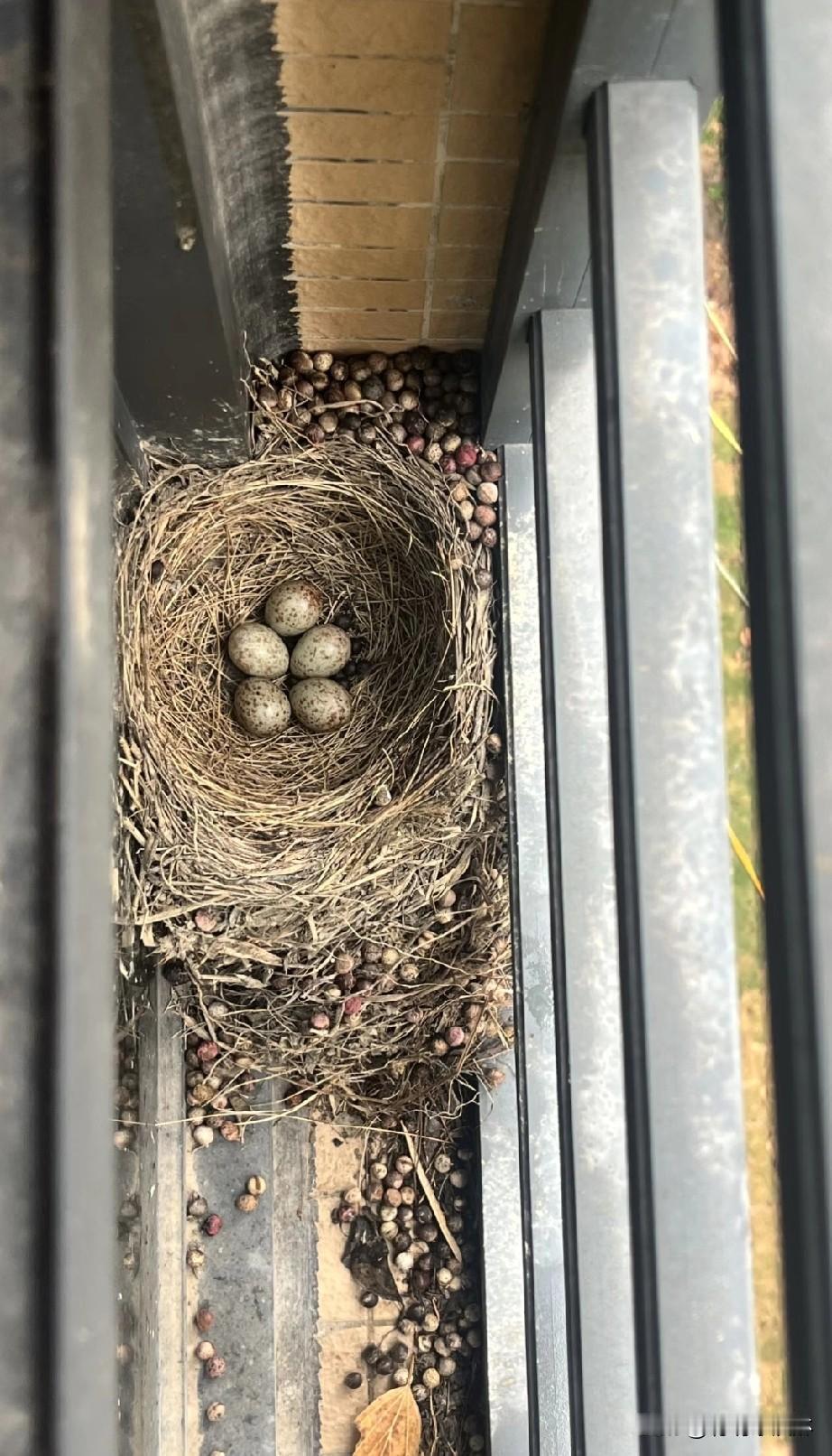 这是什么鸟蛋，小小的
有认识的吗，科普一下！