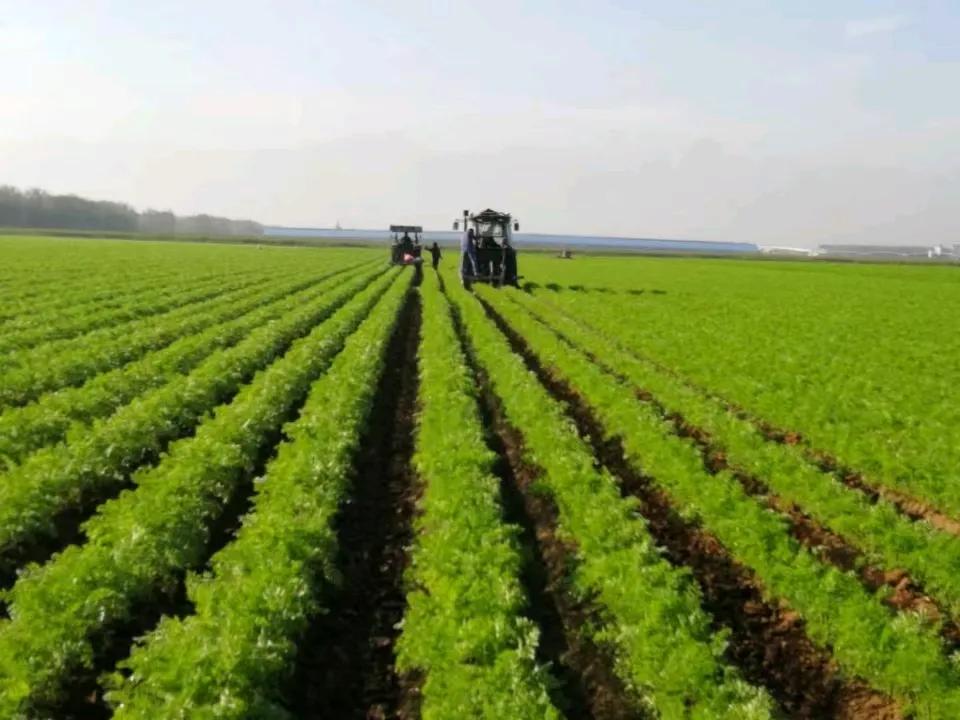 大荔沙苑红萝卜赞
 
沙苑风光映碧天，
灵根孕秀自天然。
青缨翠缕随风舞，
赤玉