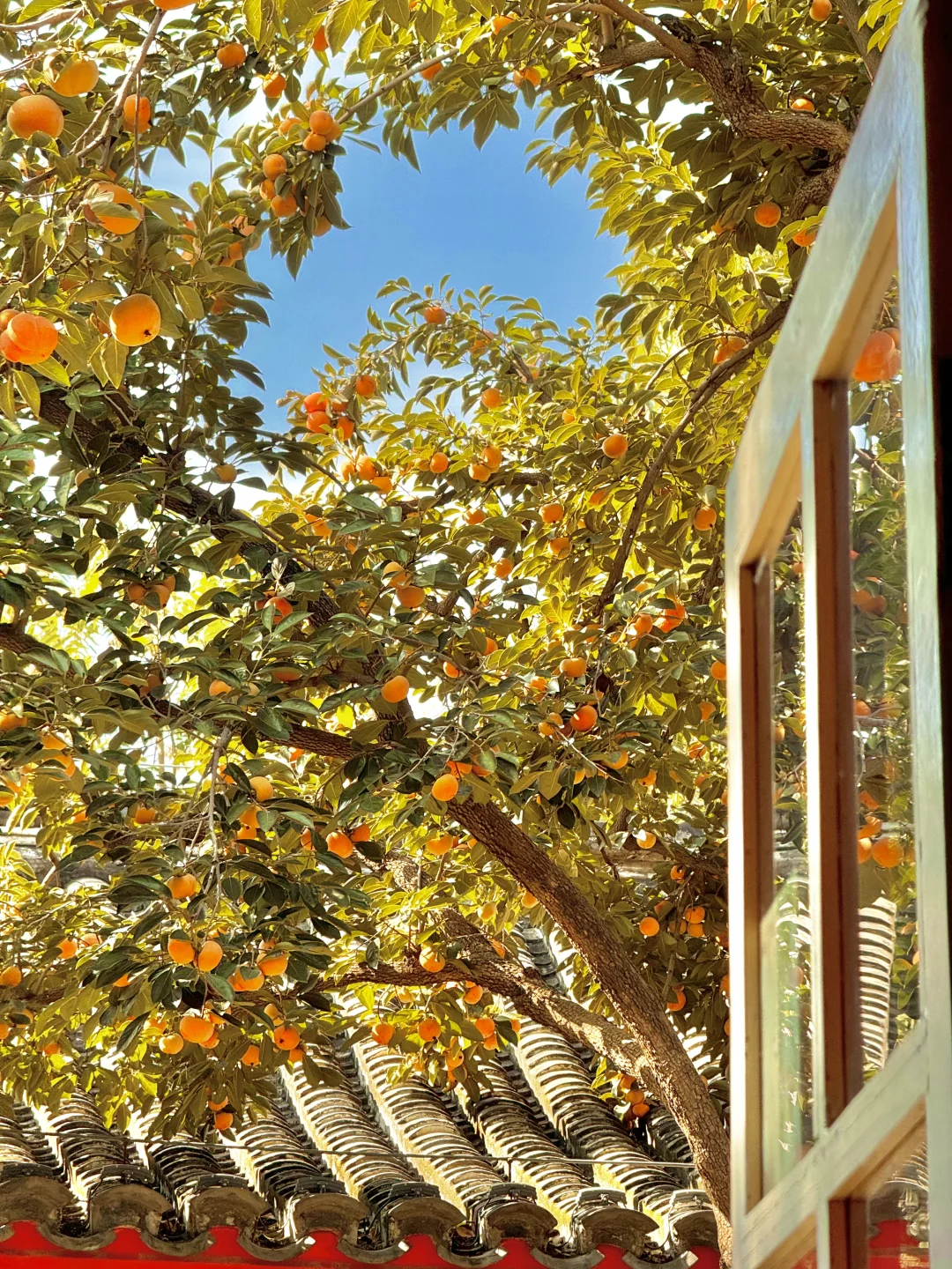 来北京，秋天散步之必要🍂最早入秋路线攻略