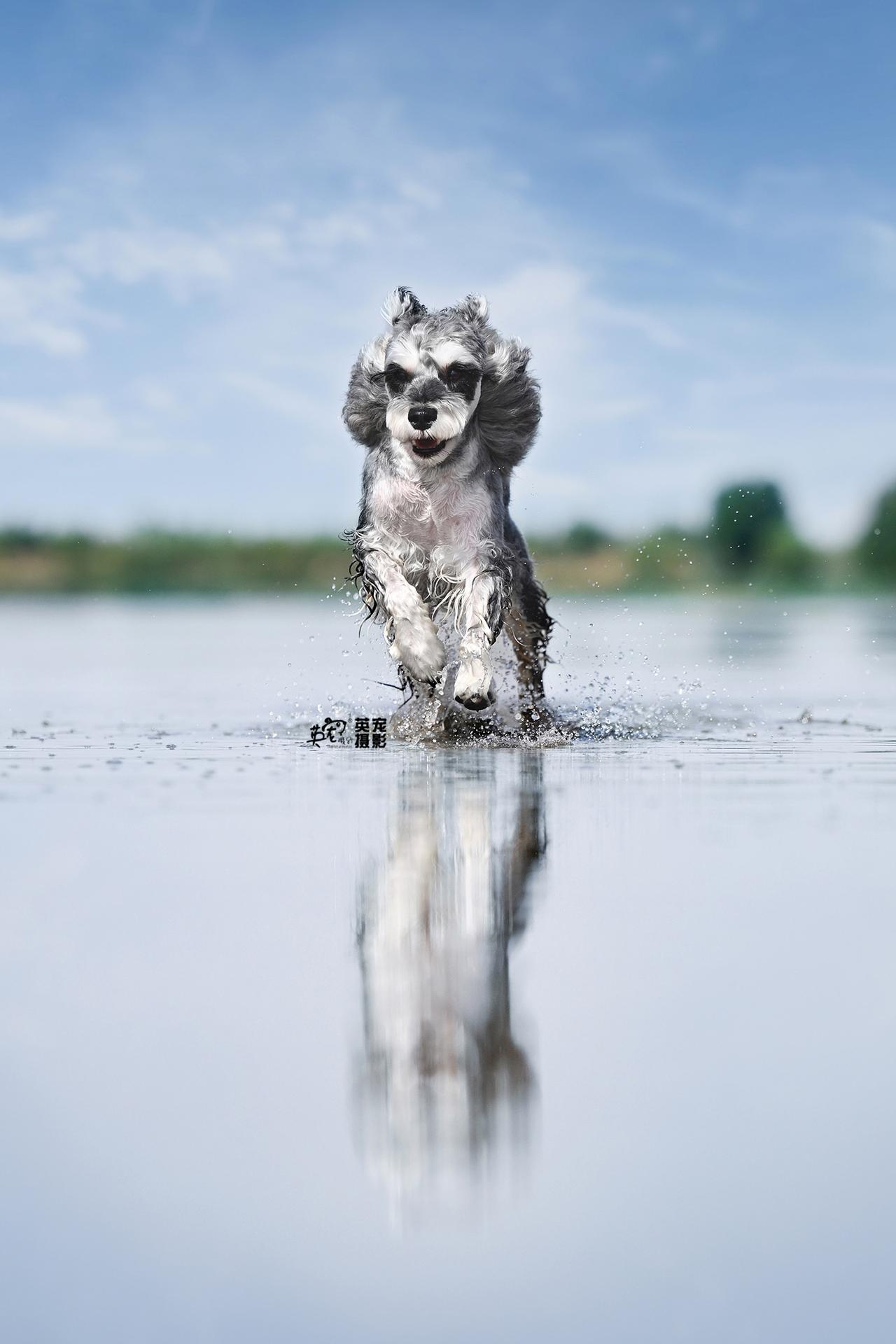 小型犬适不适合出去玩？
Wow，wow，wow，这话说的，难道个子小就不配出去玩