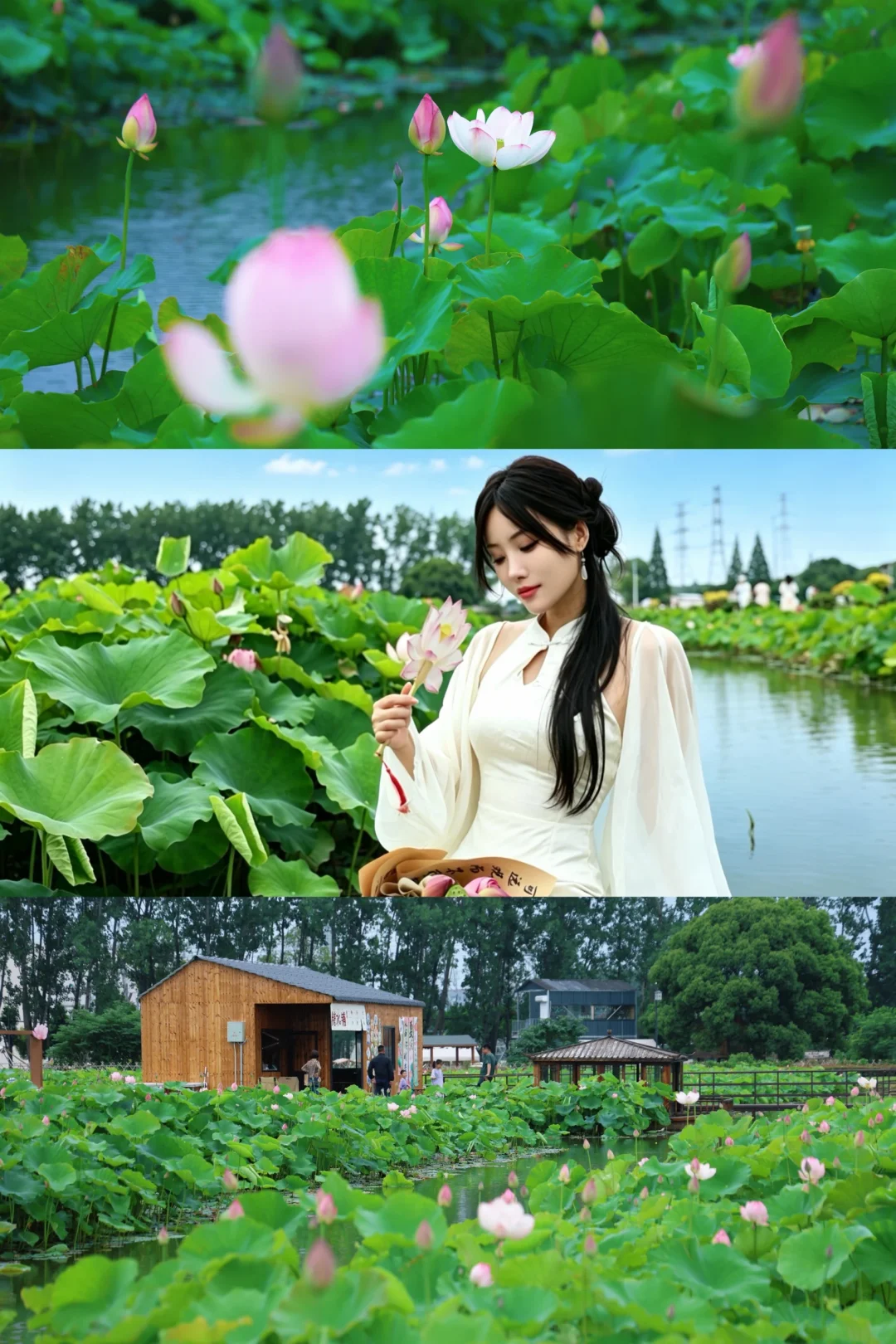 昆山夏日顶流🪷全是人！源头居然都是南渔村！