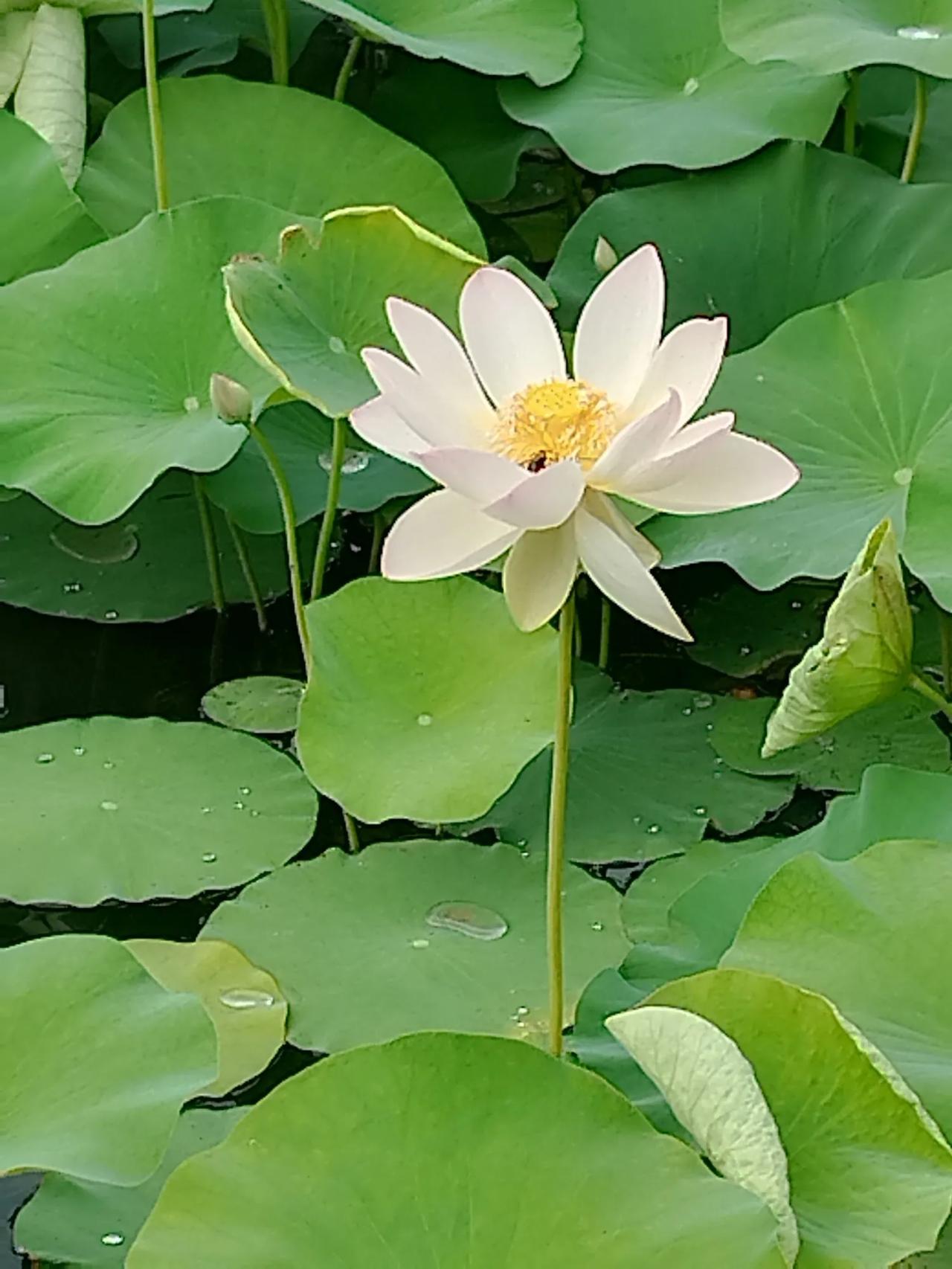 清晨散步
晨步轻吟武旅歌，
秋风唱和竹婆娑。
金戈铁马悠悠事，
荡起心中浩海波。