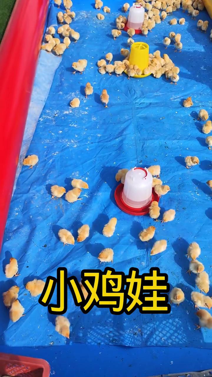 小鸡娃。