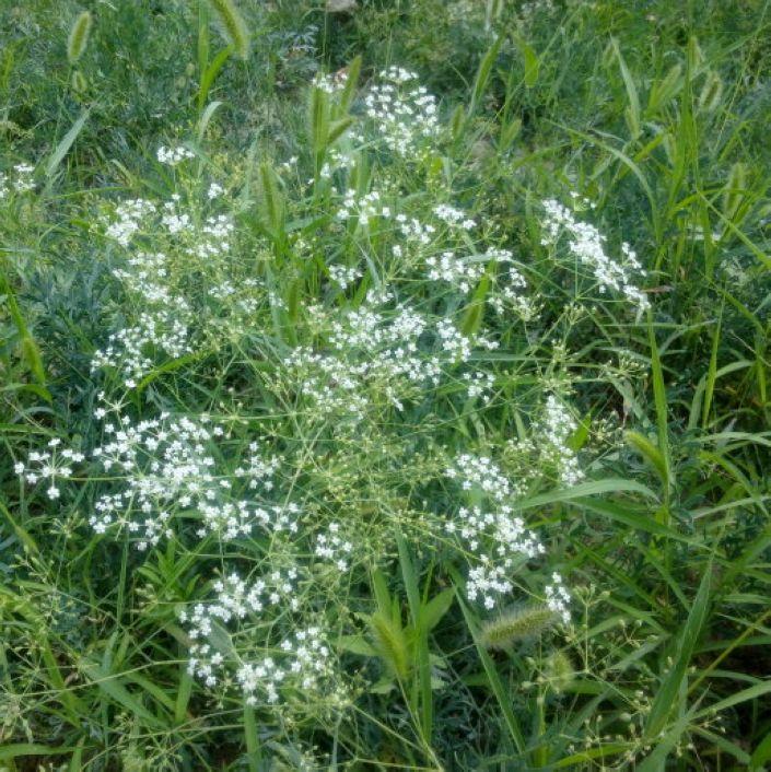 防风：荒坡灵草挡邪风，老医救村传佳话
 
南北朝时期，雁门关外的风陵村常年受风沙