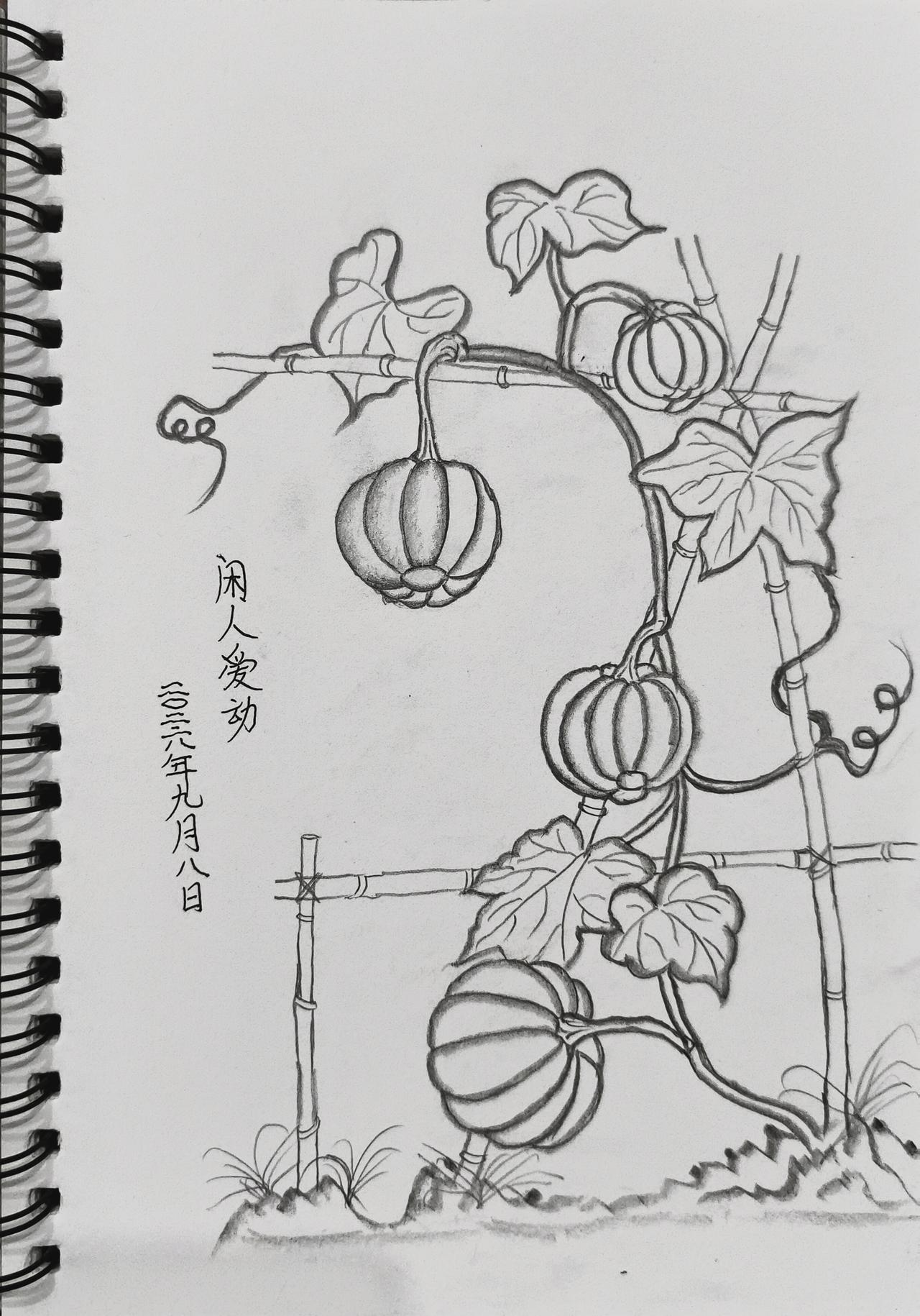 秋日生活打卡季灯笼南瓜。这种灯笼南瓜多产于异地，我们本地有销售的，但多为外地来的