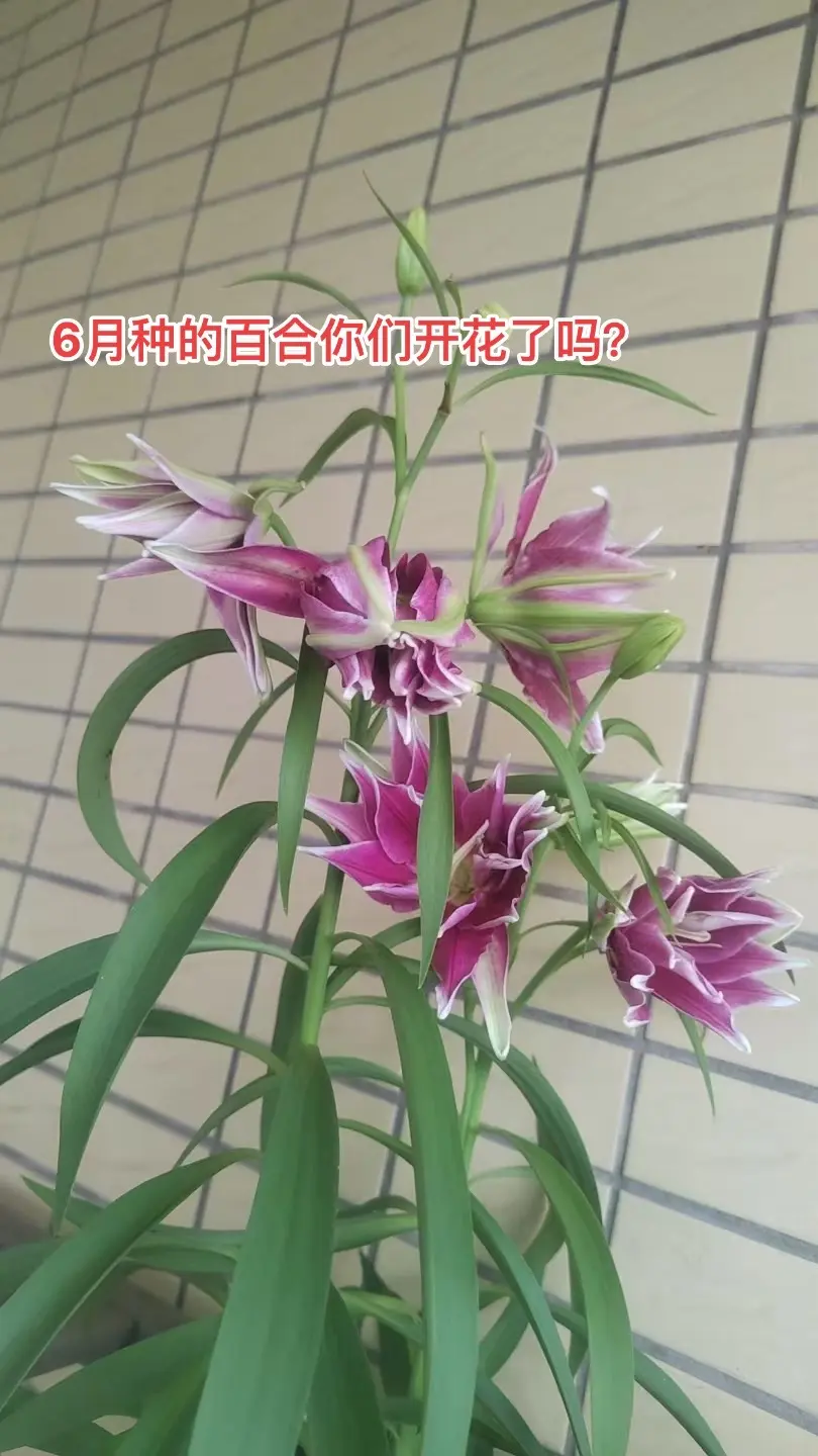 在老家带了一份辣椒长的很好👍