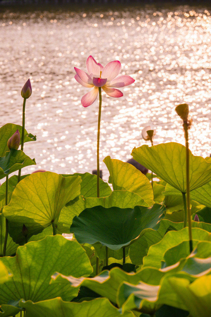以荷花之名 赴一场仲夏之约  