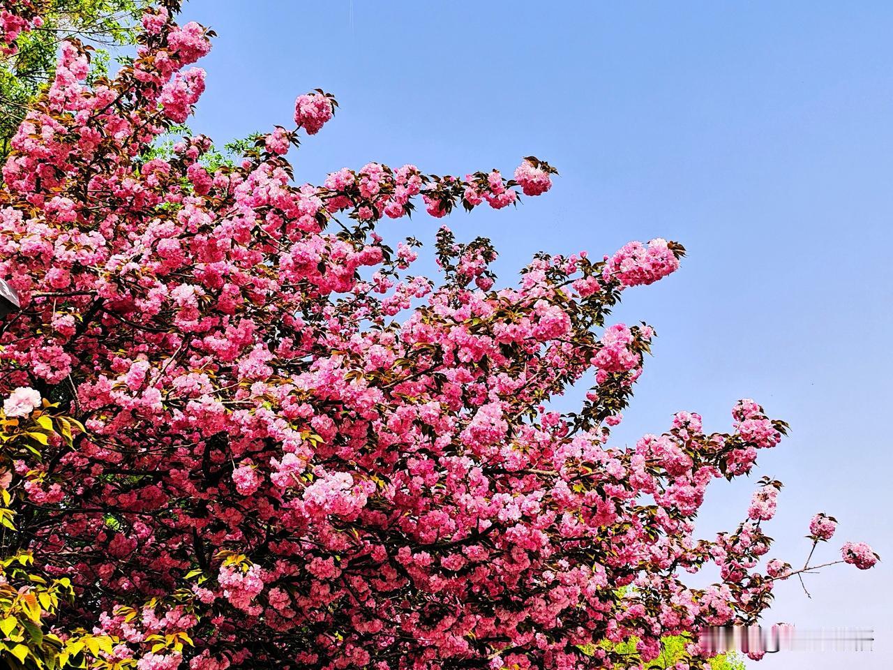 樱花盛开，春意盎然，美不胜收！🌸🌸🌸