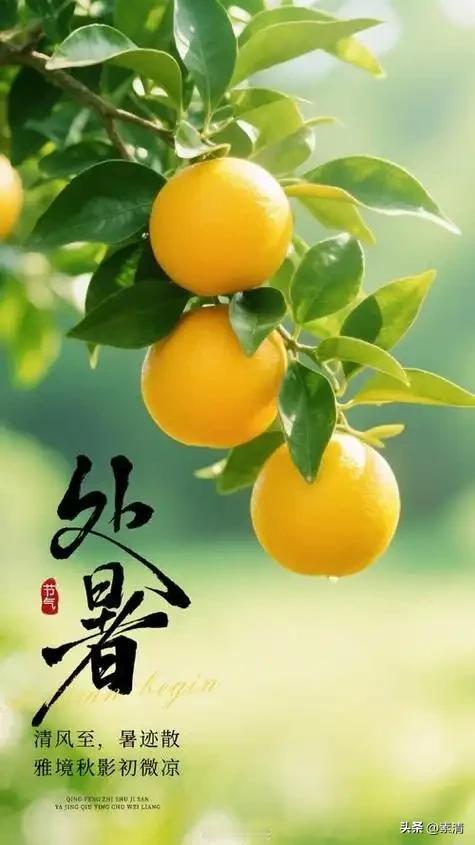今日处暑，峨眉，恰逢一场细雨飘落，丝丝凉意扑面而来，终于告别了盛夏那份闷热浮躁，
