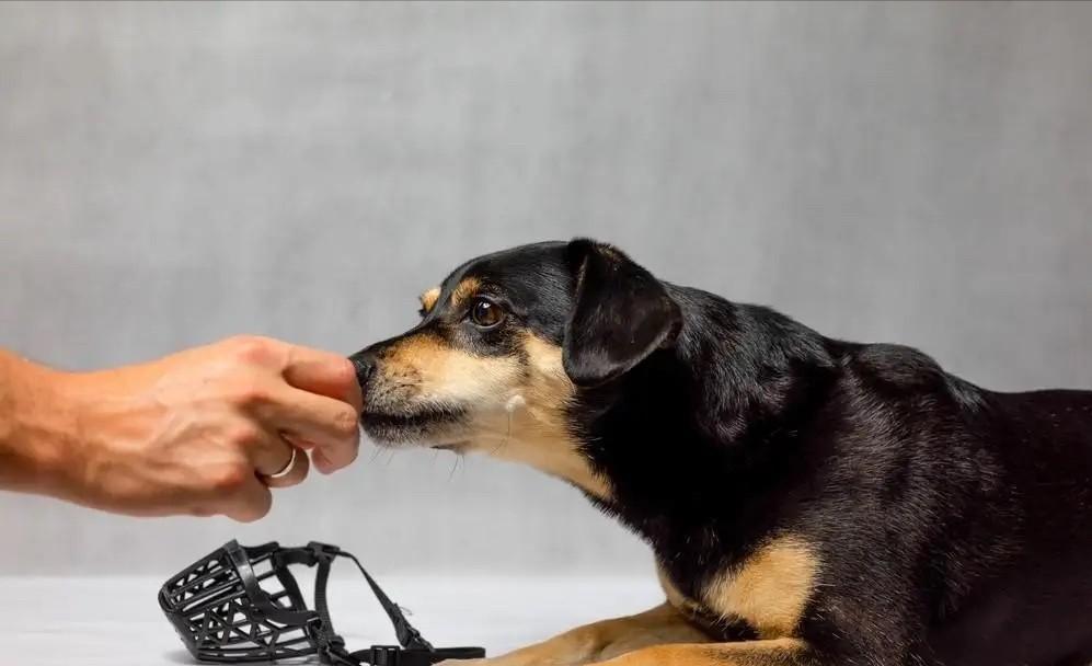 内蒙古呼和浩特，男子在路上走得好好的，结果一辆车路过他时，车窗里突然探出一条狗，