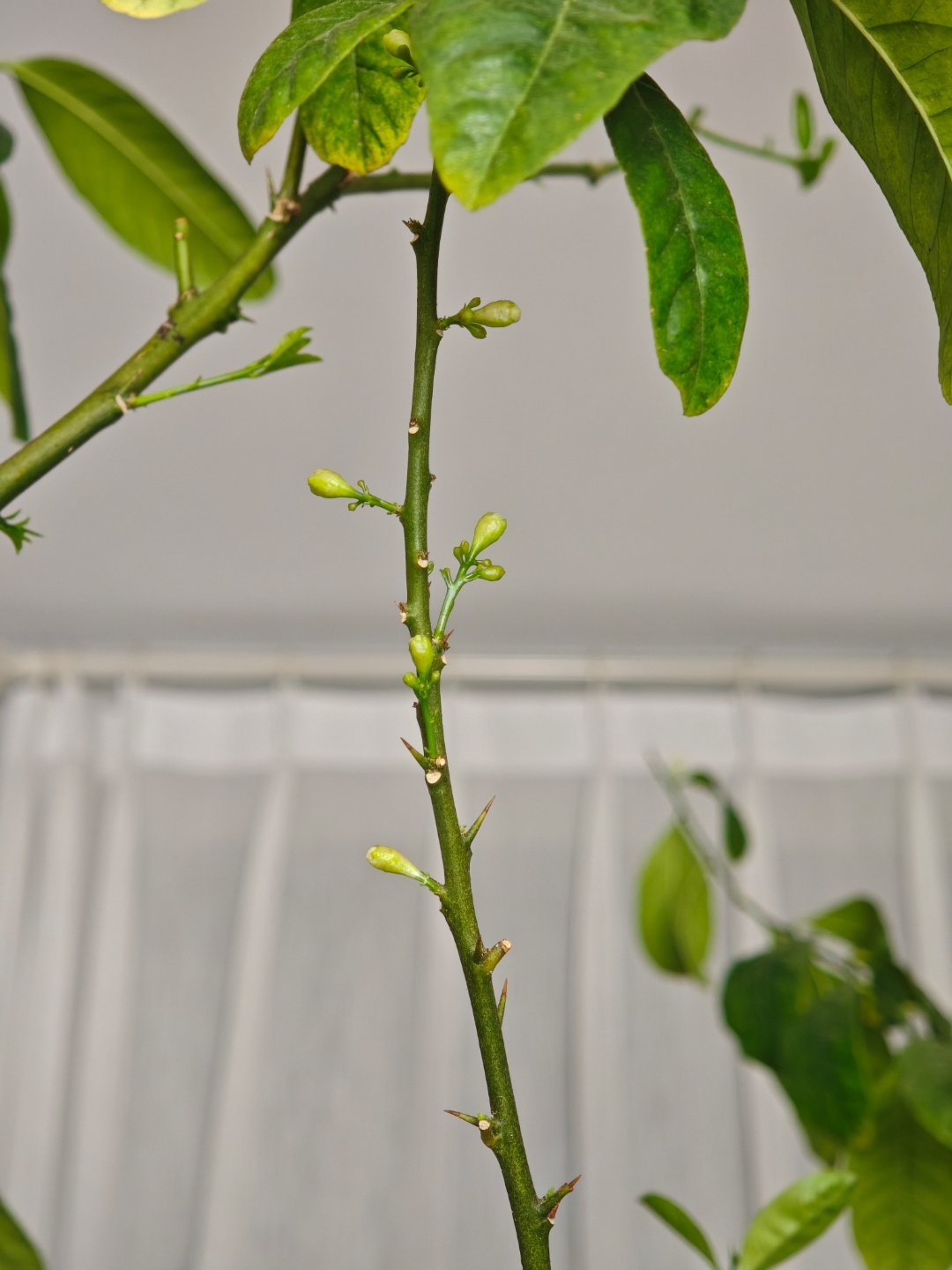 我的日常plog柠檬好心情 柠檬还得是现摘的，味儿真足！期待明年多多结果 