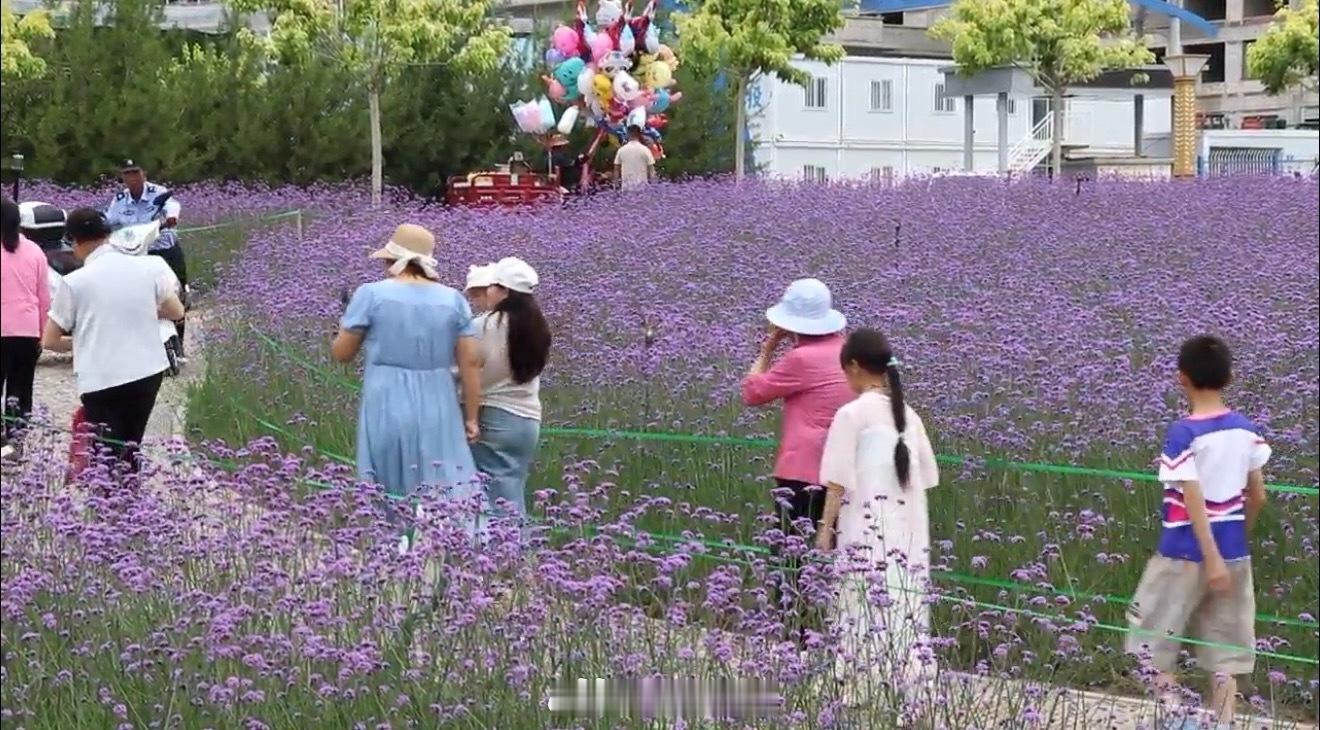 康乐胭脂湖紫色花海夏日浪漫已签收💜 康乐胭脂湖18亩马鞭草花海惊艳盛放！同城热