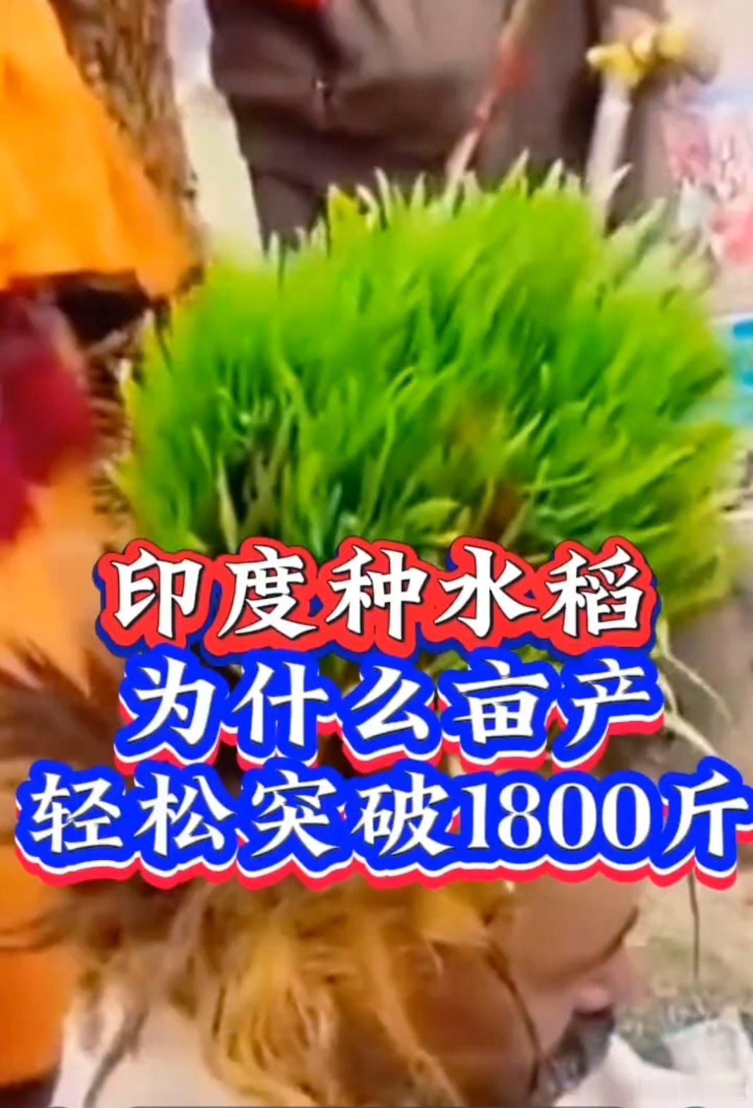 印度高调宣布大米产量超越中国原来如此呀！