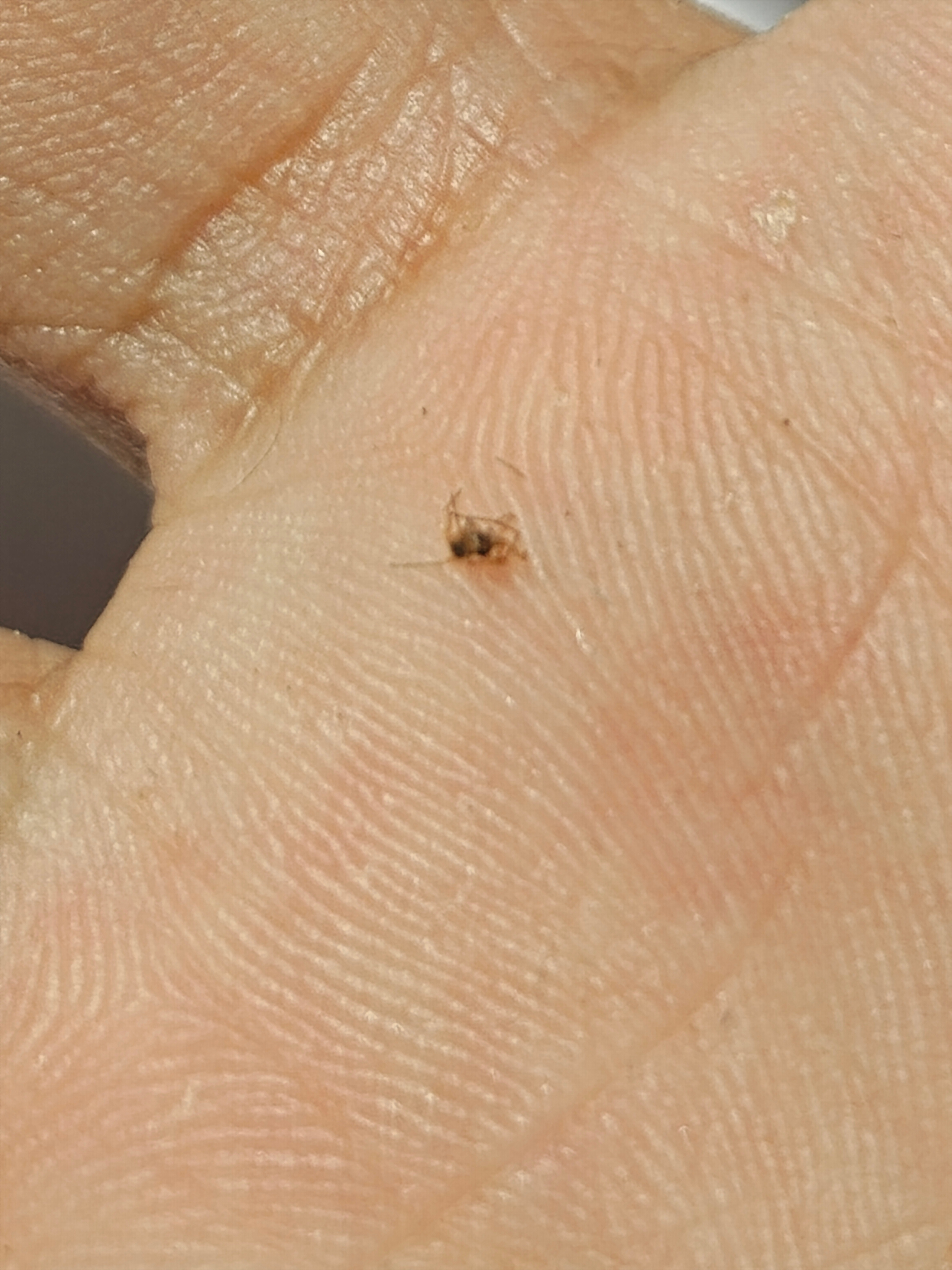 突然感觉到胳膊有东西，一巴掌拍死发现不是蚊子。豆包识别是蕈蚊或者摇蚊，给我吓一跳