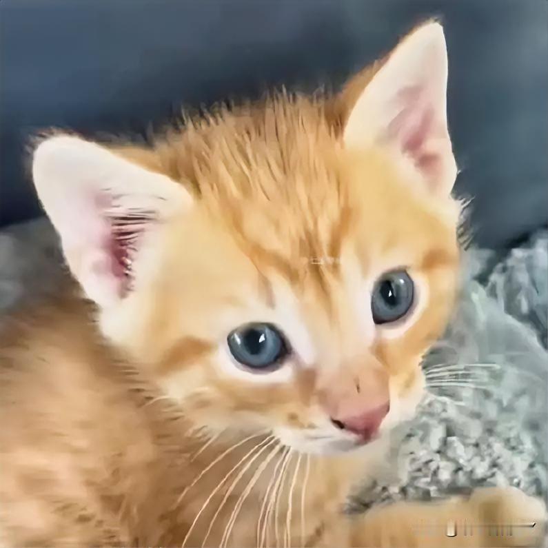 在小区楼下，一位女士发现一只小橘猫拖着伤腿“喵喵”叫着朝自己挪过来。

凑近一看