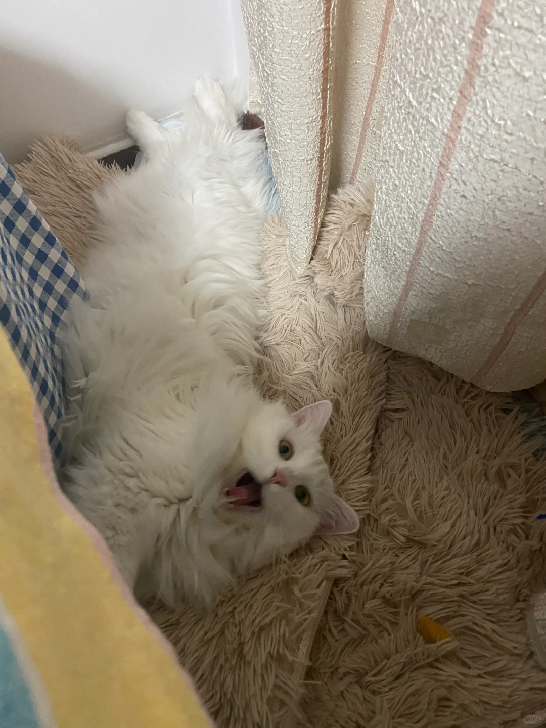 有的小猫，能躺着绝不坐着