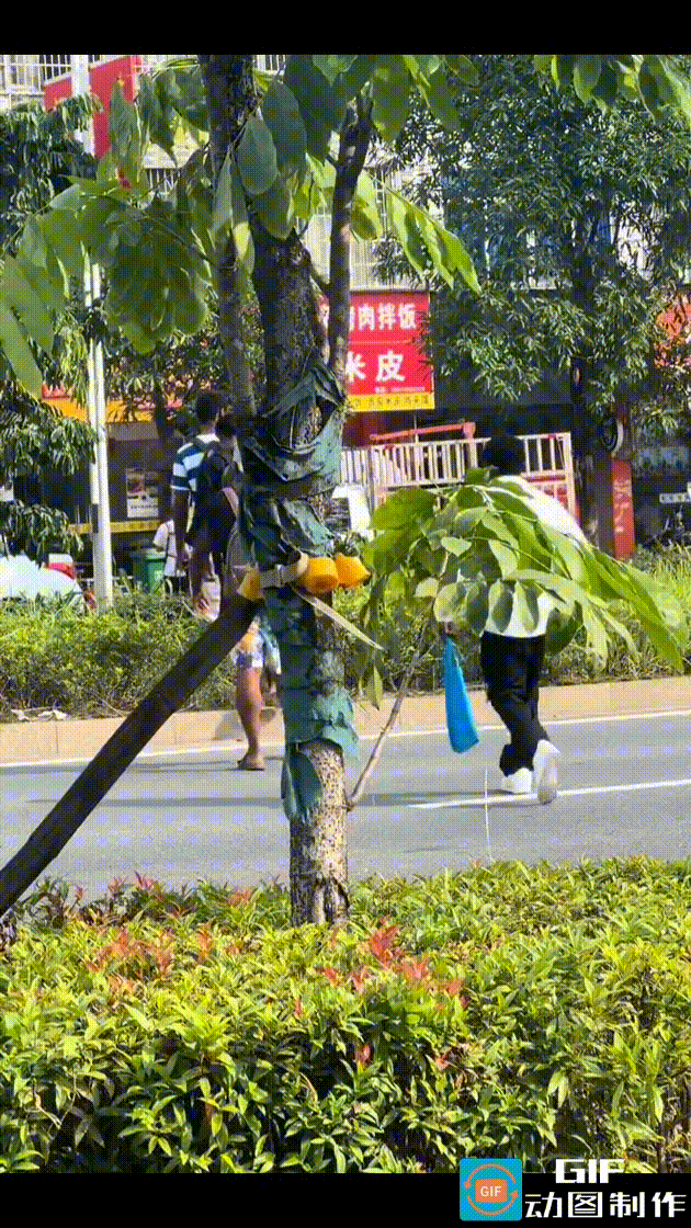 9月15日，广西玉林，几名非裔男子踩过道路中间的绿化带，大摇大摆地横穿马路。
其