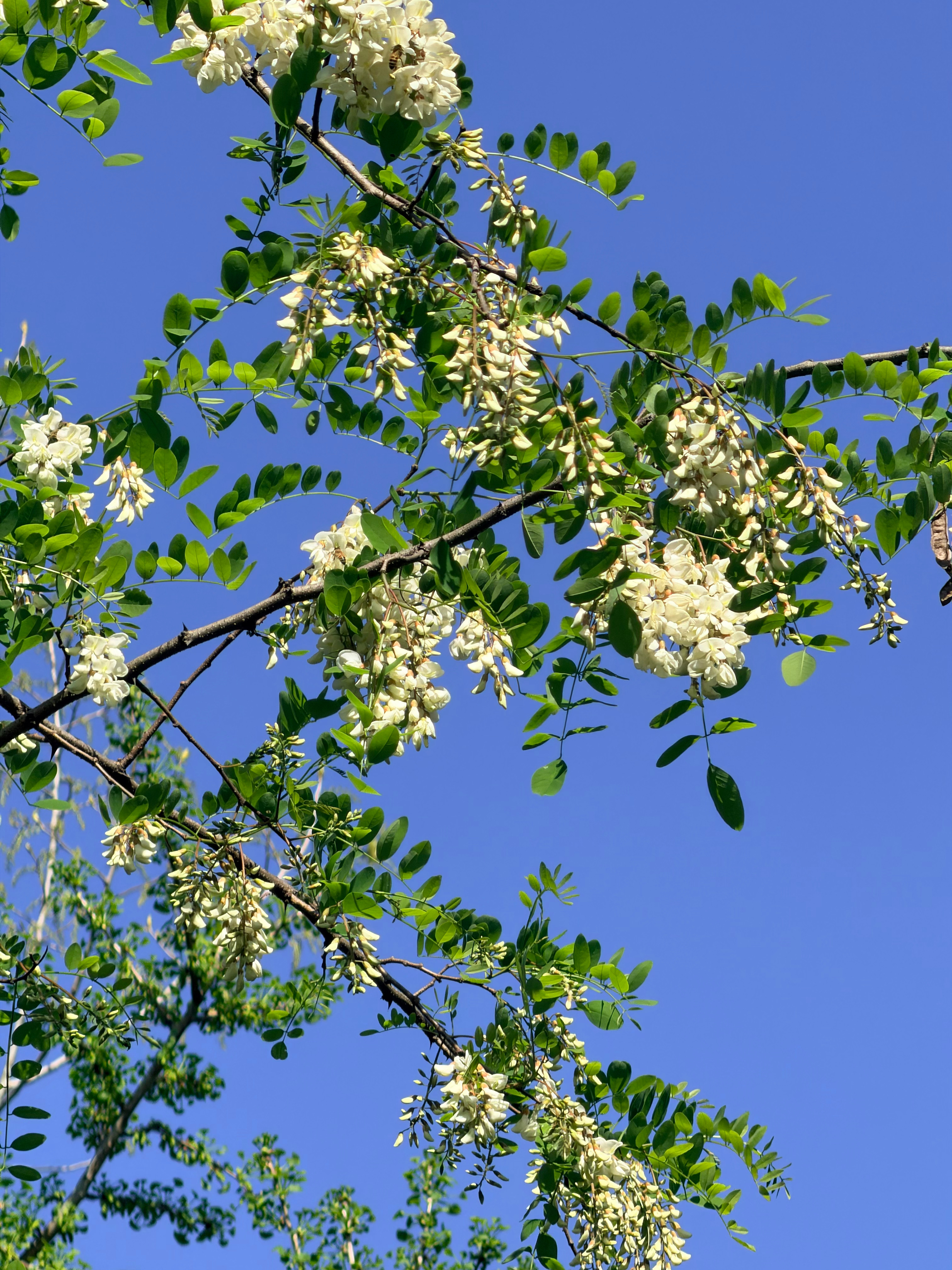 出门晒太阳补充维D，这样的好天气可不可以每天都有。 